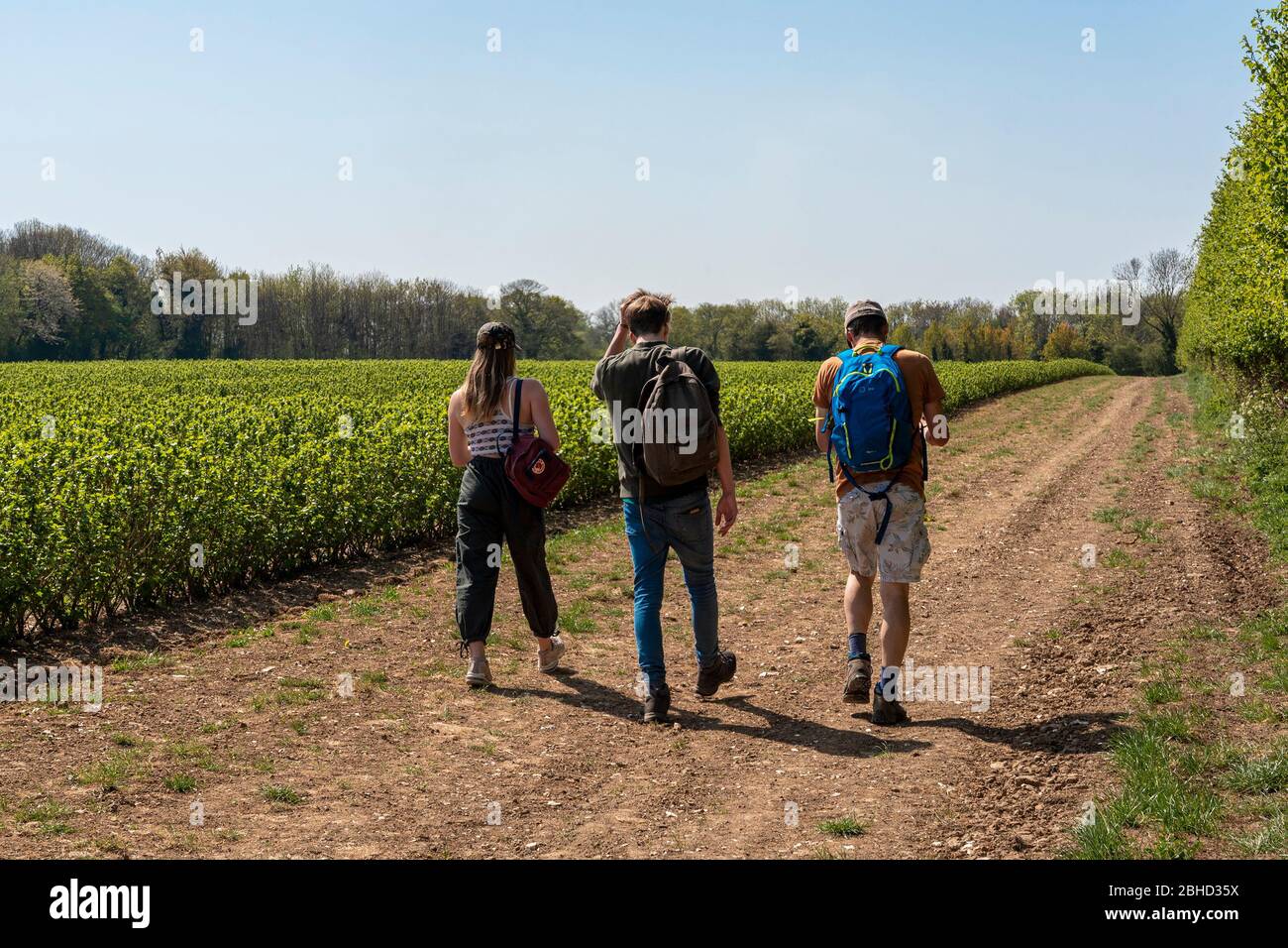 Marche dans le Kent, Royaume-Uni, le jour du printemps Banque D'Images Marche dans le Kent, Royaume-Uni, le jour du printemps Banque D'Images