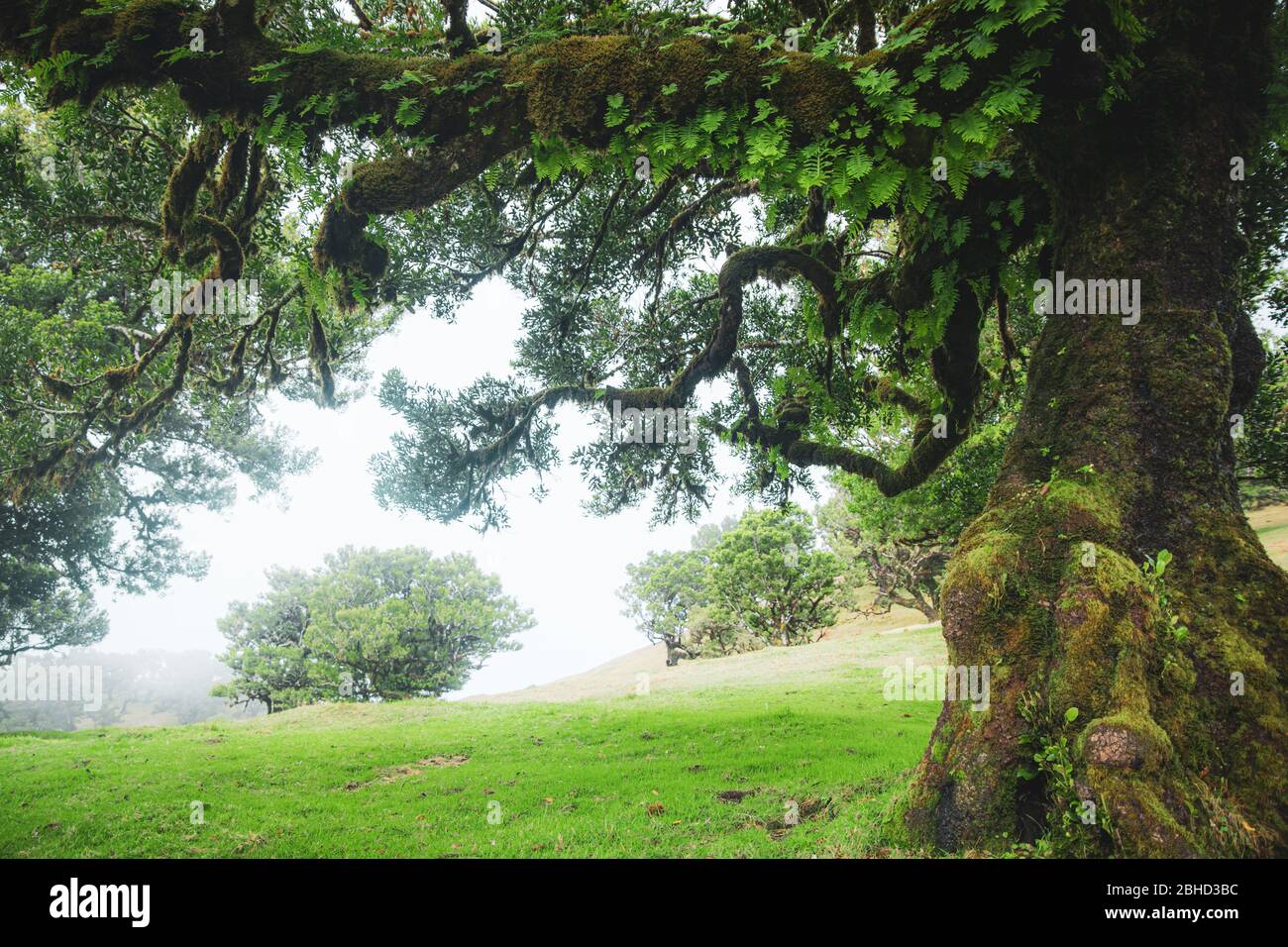 Arbres magiques endémiques de laurier dans la forêt de Fanal laurisilva à Madère, site du patrimoine mondial au Portugal. Magnifiques bois d'été verts avec brouillard épais Banque D'Images