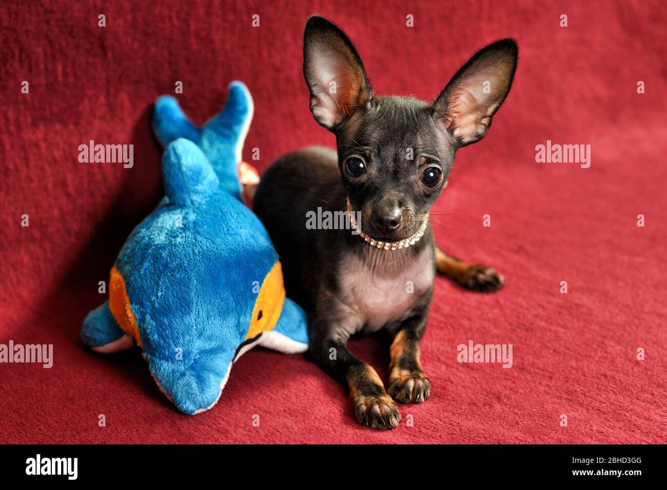 Chiot noir et brun-brun à poil court de jouet russyy (Russe Toy Terrier) Banque D'Images