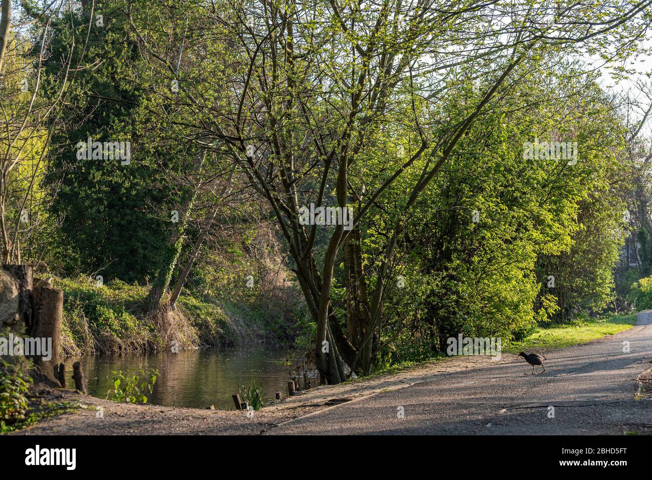 River Stour, Canterbury, Kent, Royaume-Uni Banque D'Images River Stour, Canterbury, Kent, Royaume-Uni Banque D'Images