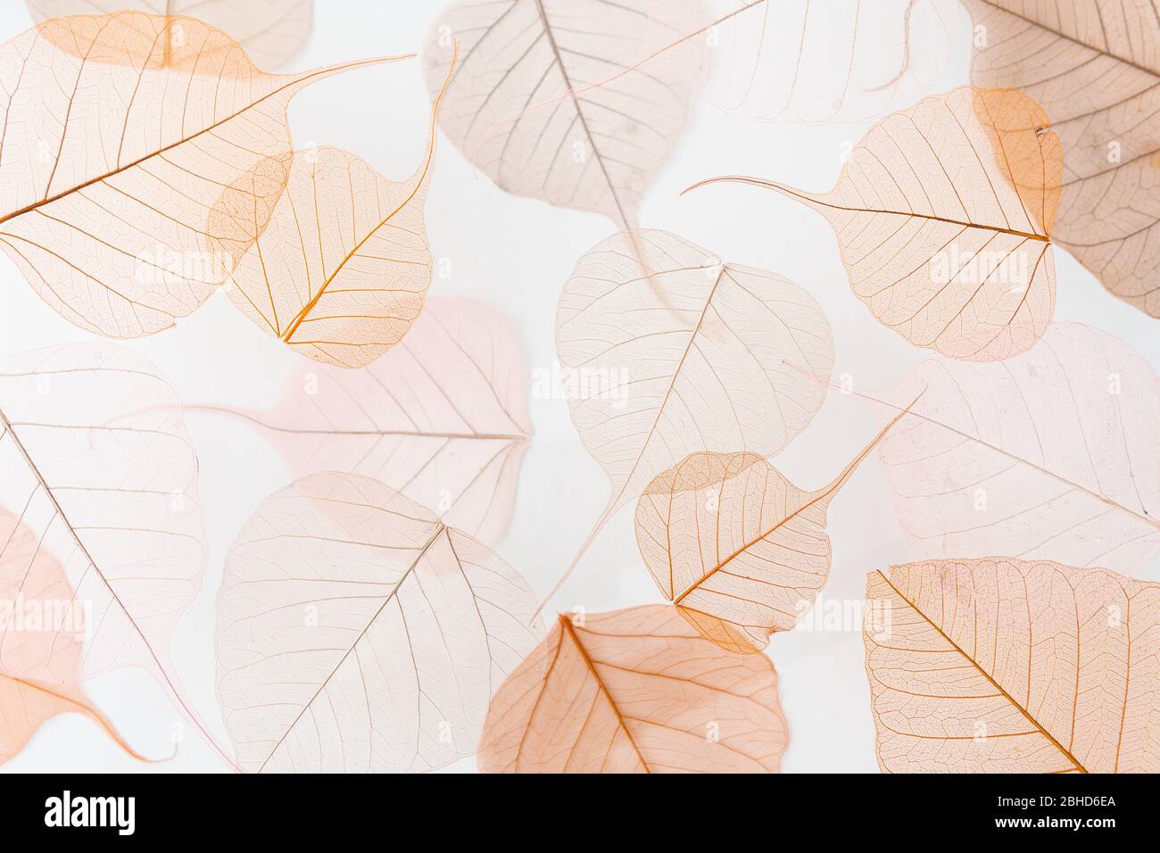 Arrière-plan motif floral de feuilles d'arbre sèches. Effet de lévitation et couleurs pastel. Banque D'Images