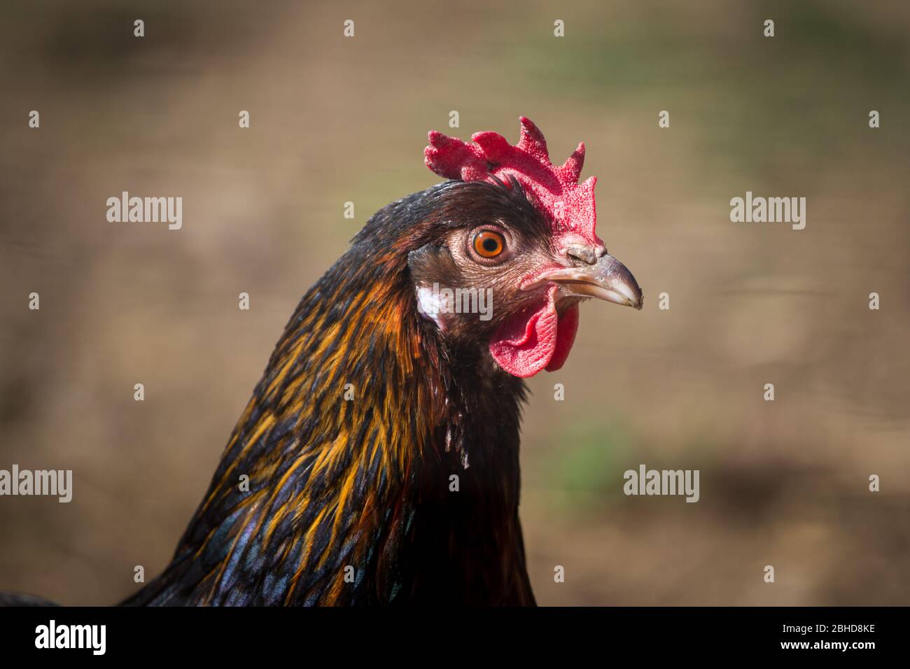 Dorking hen, ancienne race de poulet anglaise Banque D'Images