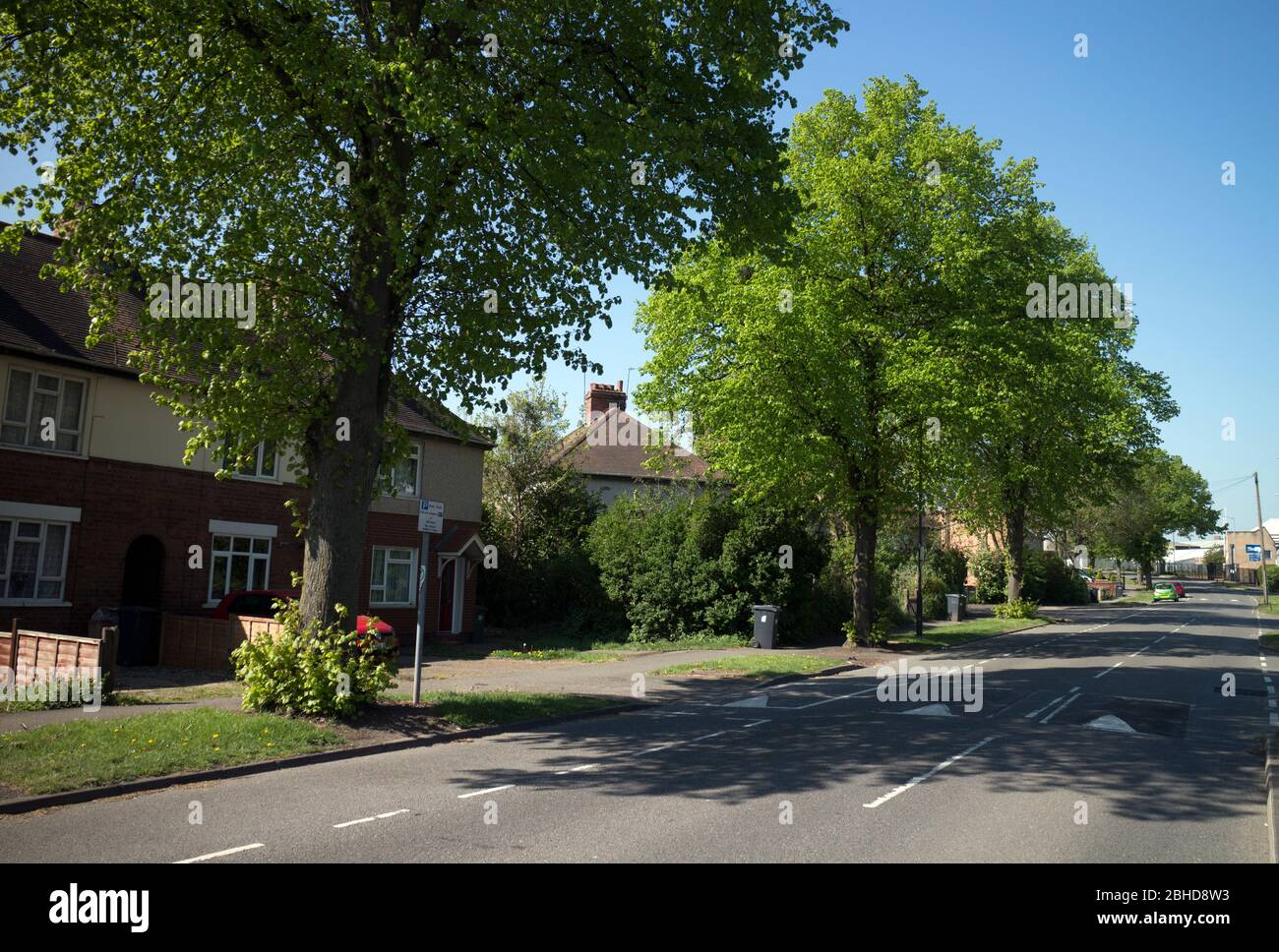 Une route de banlieue avec arbres matures de Lime, Warwick, Warwickshire, Royaume-Uni Banque D'Images