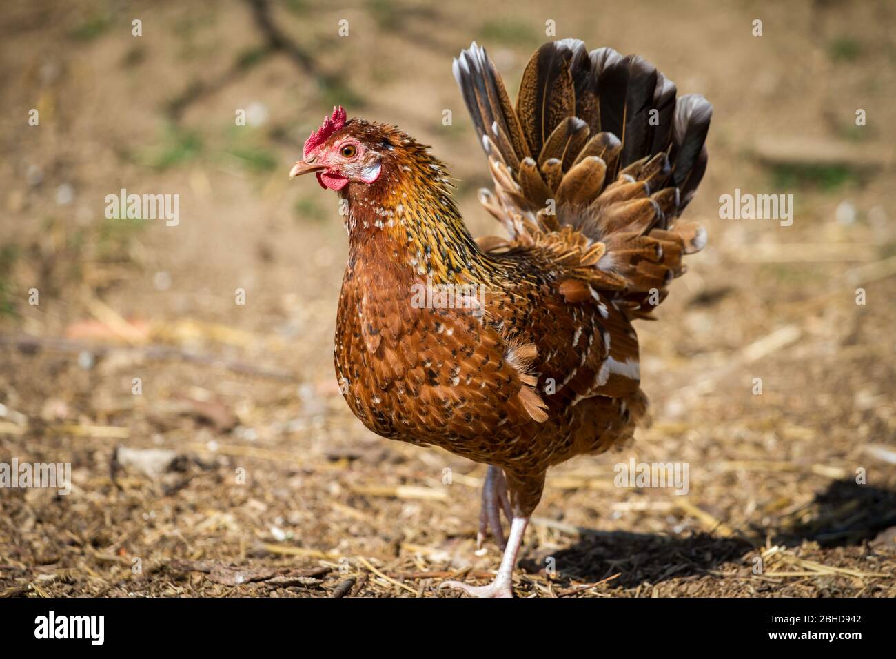 Stoapiperl/ Stoahendl (Gallus gallus domesticus), poule de poulet Banque D'Images