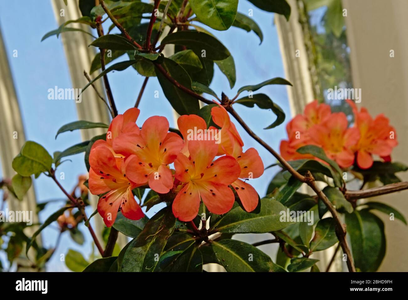 Fleurs de rhododendron orange vif et feuilles vertes dans une serre dans le jardin botanique de Dublin Banque D'Images