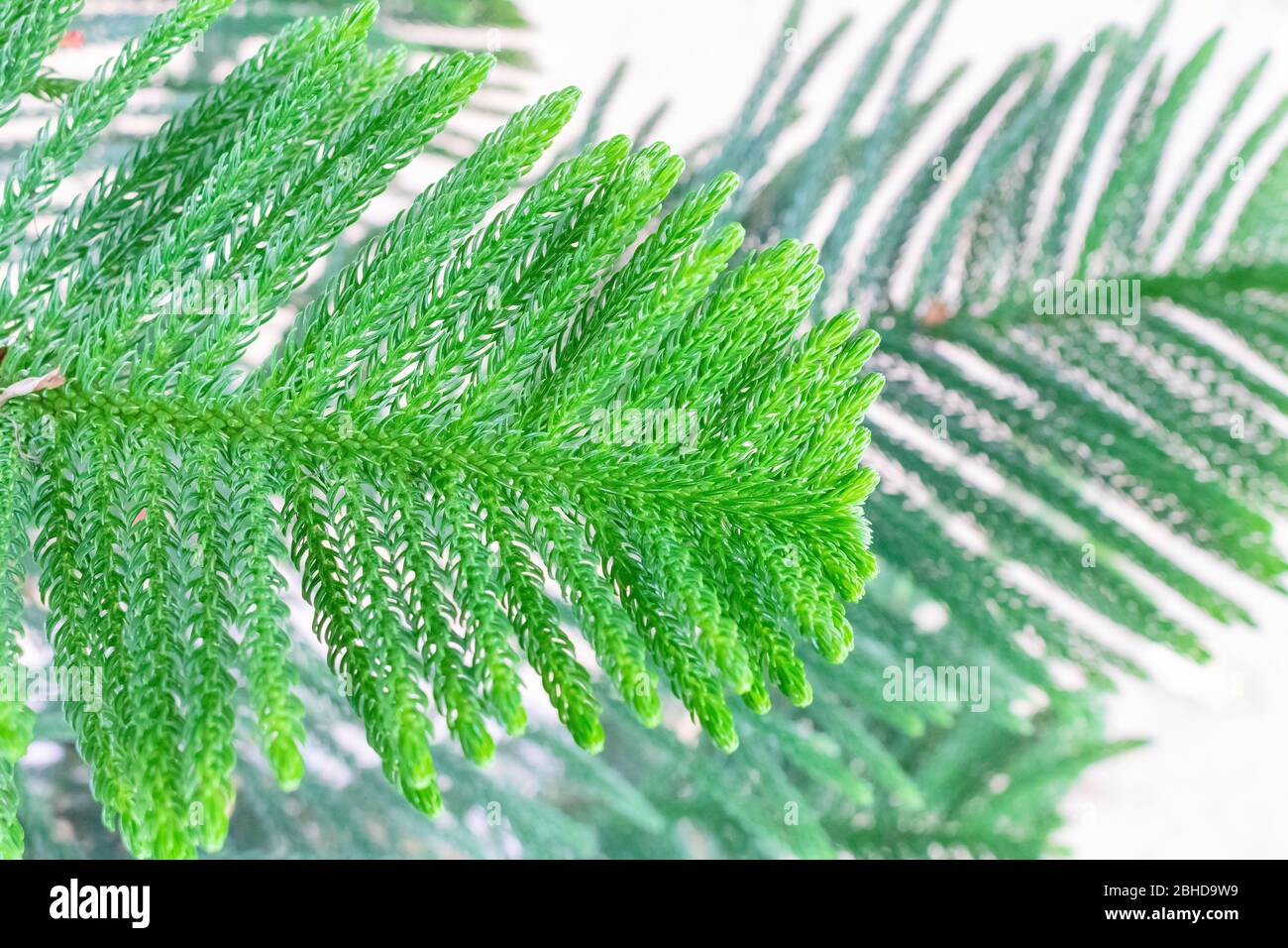 Photo des feuilles de pin de l'île Norfolk montrant sa texture et ses veines et pointes étonnantes Banque D'Images