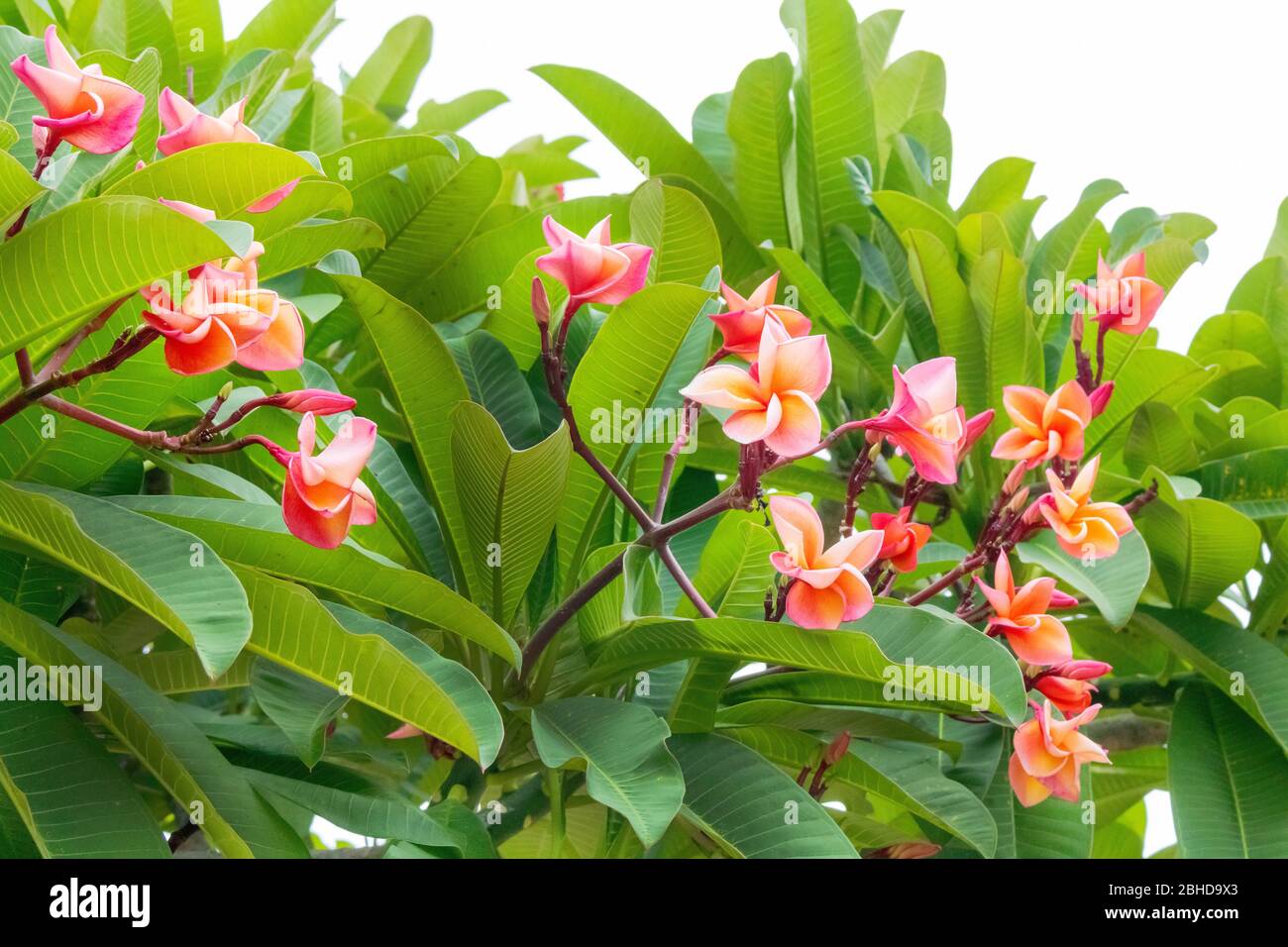Photo des flotteurs d'Orange Frangipani et de ses feuilles isolement Banque D'Images
