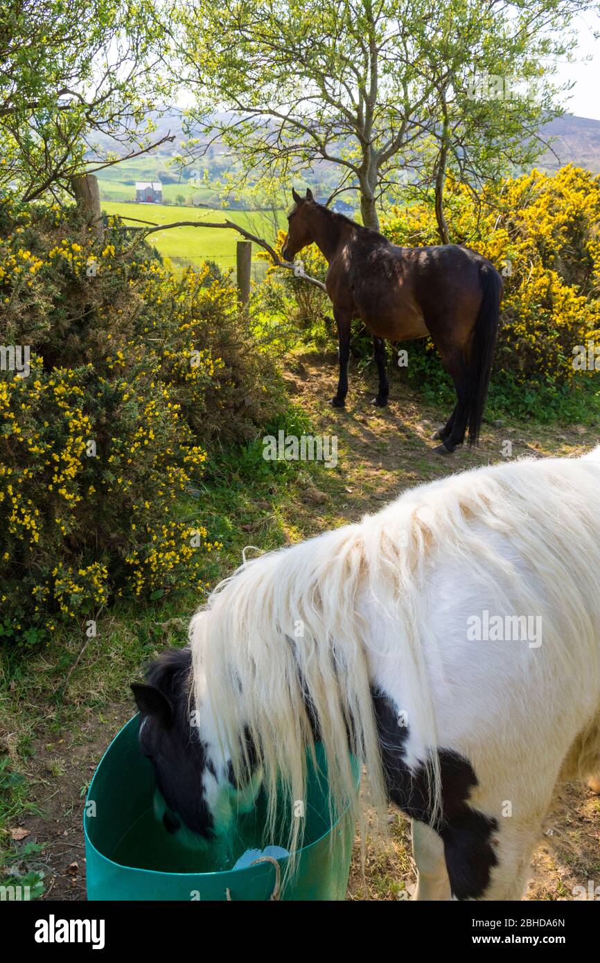 Ardara, Comté de Donegal, Irlande 25 avril 2020. Un cheval prend une boisson d'eau à l'un des jours les plus chauds de l'année, jusqu'à présent, dans le nord-ouest. Banque D'Images