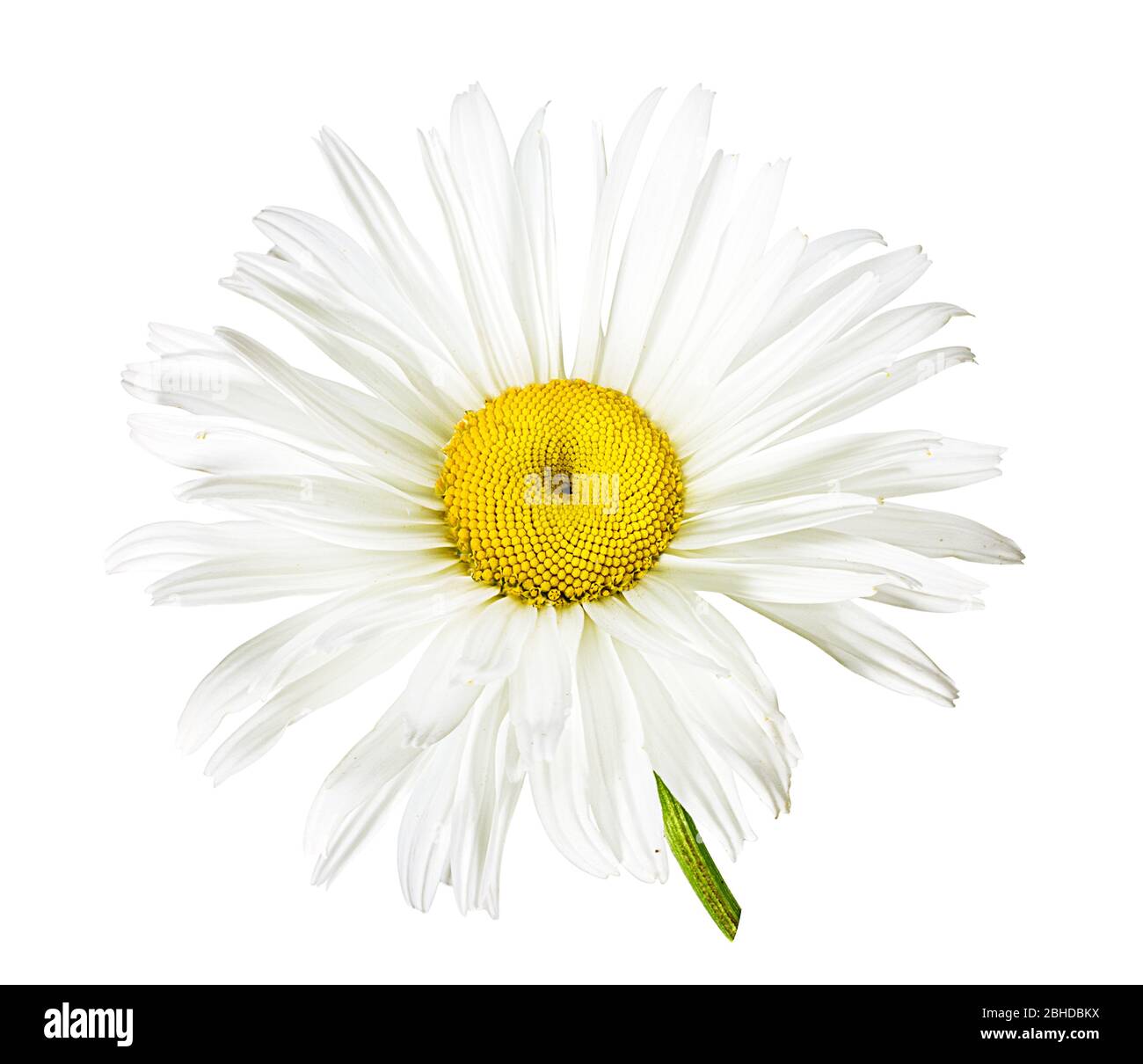 Camomille flower isolated with clipping path Banque D'Images Camomille flower isolated with clipping path Banque D'Images