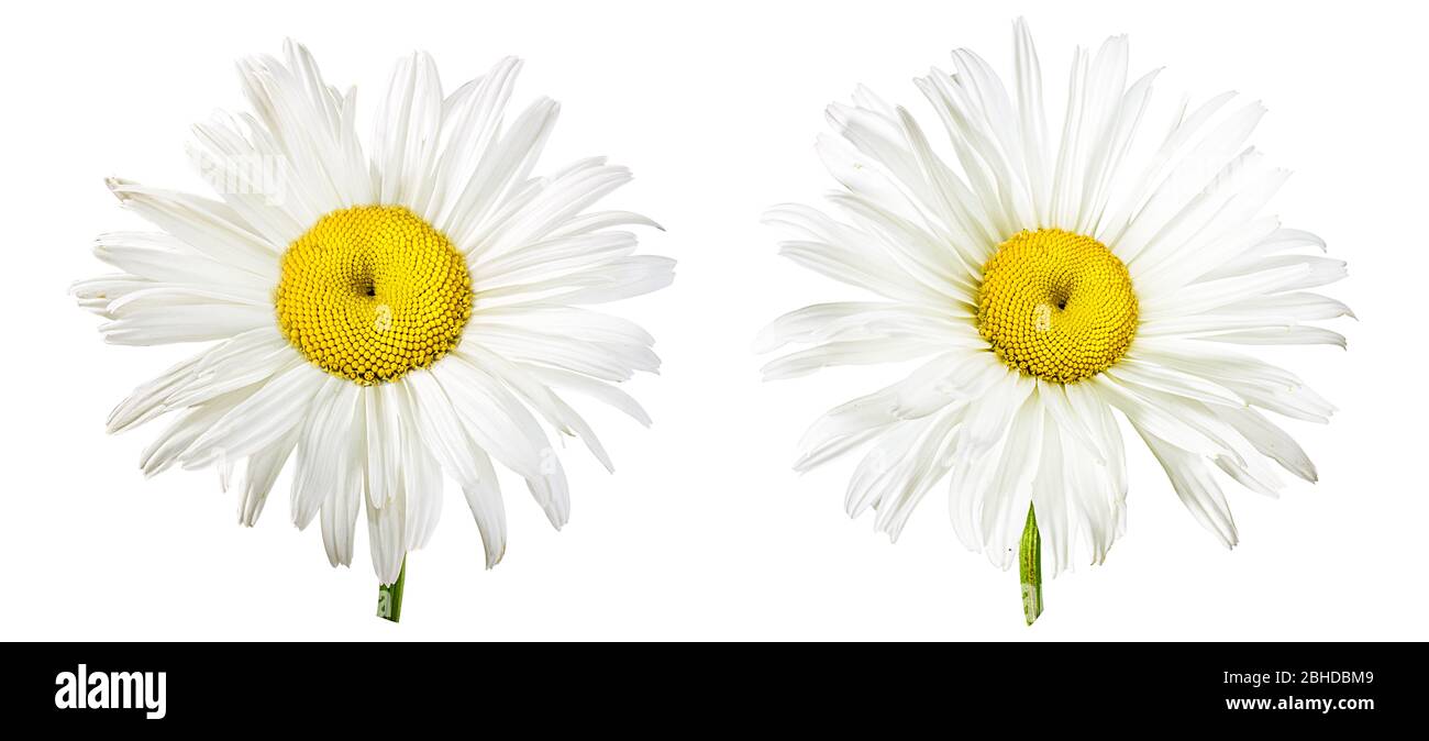 Camomille flower isolated with clipping path Banque D'Images Camomille flower isolated with clipping path Banque D'Images