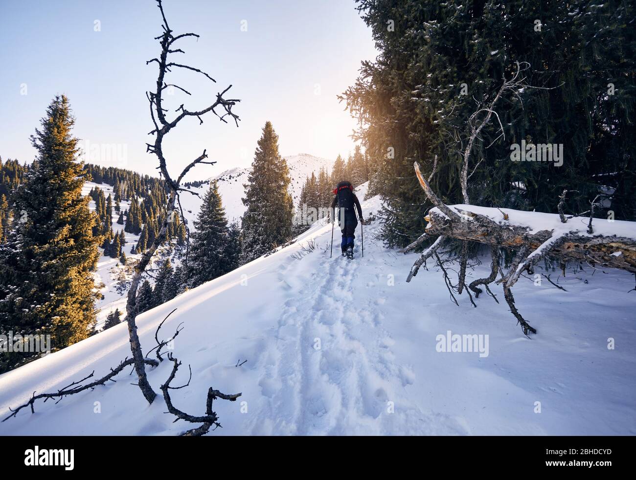 Touristique avec la marche sur le sentier de neige dans les montagnes dans la forêt Banque D'Images