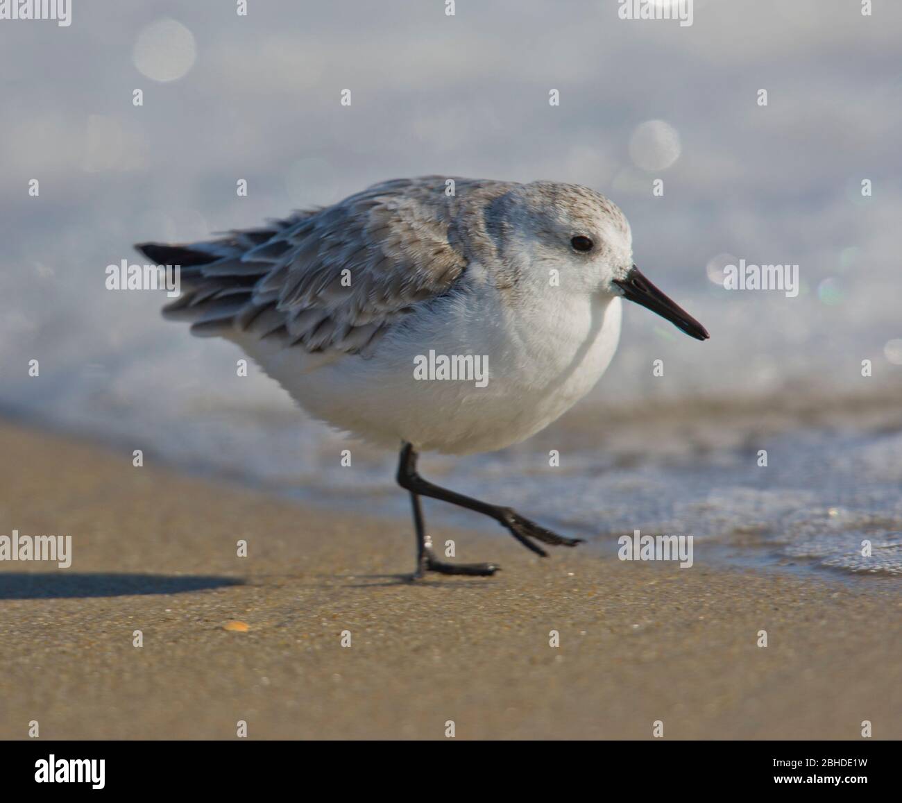 Bécasseau sanderling (Calidris alba) se nourrissent dans le surf Banque D'Images