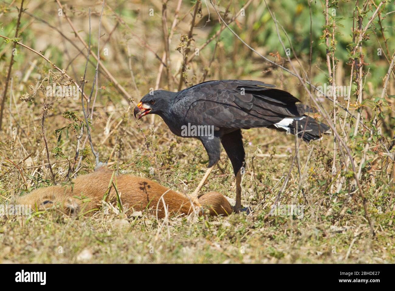 Grand faucon noir (Buteogallus urubitinga) se nourrissant sur un capybara (Hydrochoerus hydrochaeris) Banque D'Images