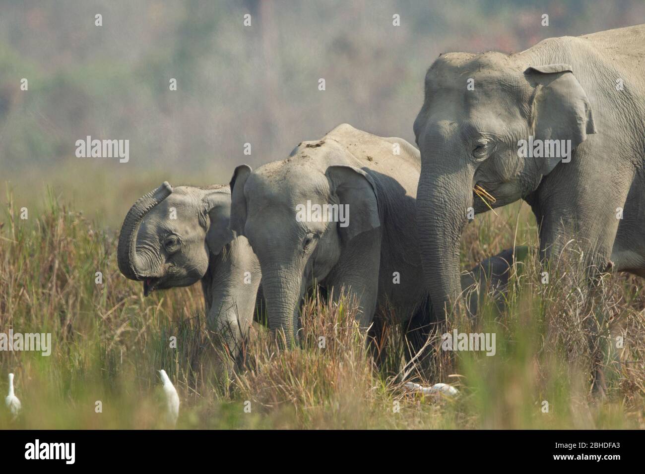 Éléphant d'Asie (Elephas maxima), vaches et juvéniles Banque D'Images