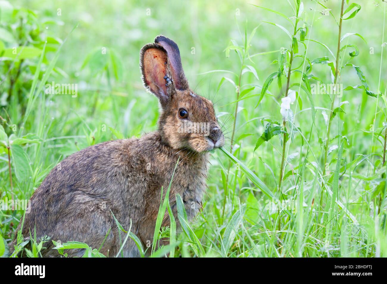 Lapin recouvert de tiques à pattes noires ou de tiques de cerf engorées au début de l'été dans l'herbe à Ottawa, Canada Banque D'Images