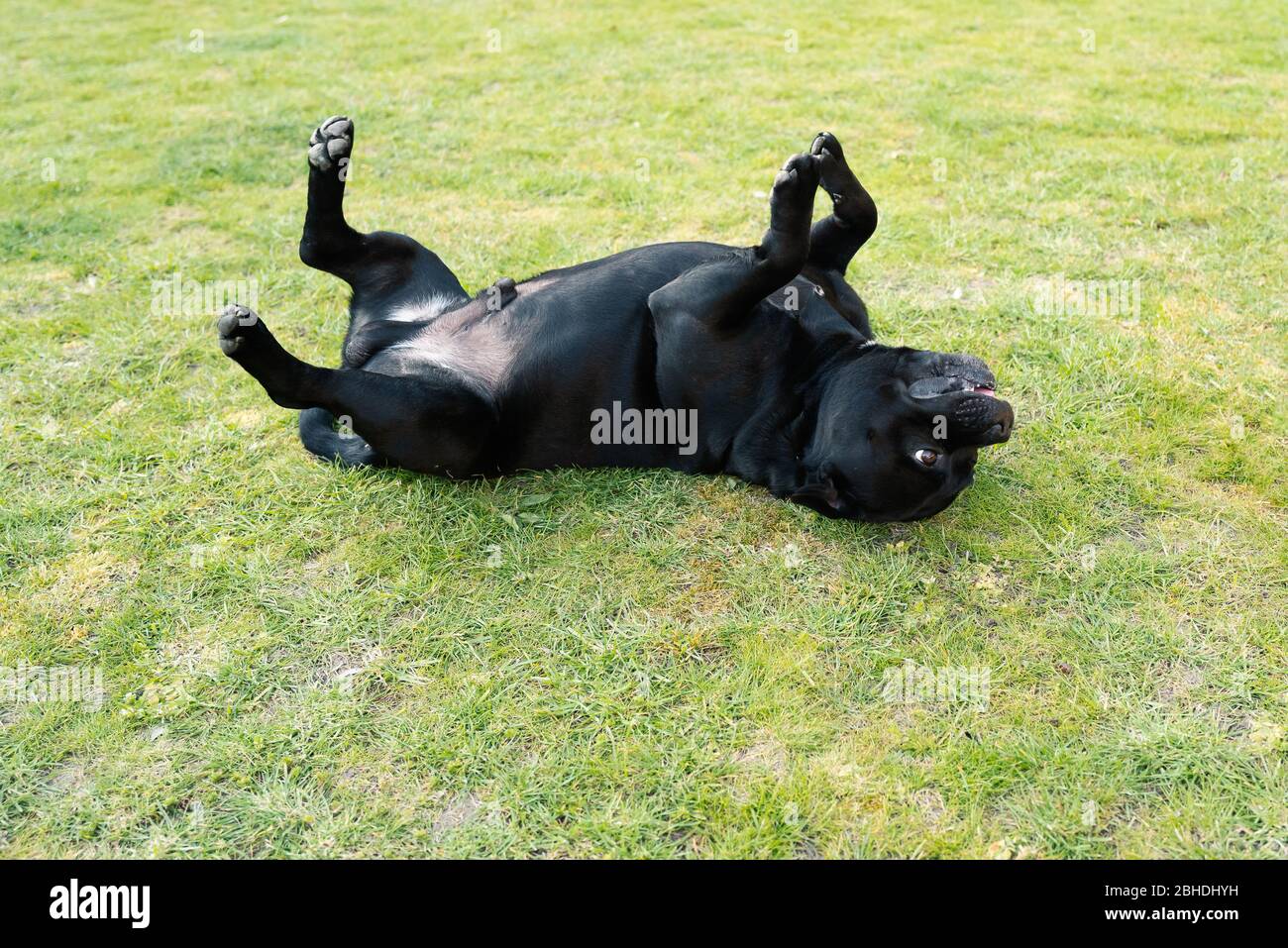 Staffordshire Bull Terrier chien allongé sur son dos sur l'herbe avec ses pieds dans l'air à mi-chemin à travers un rouleau. Banque D'Images