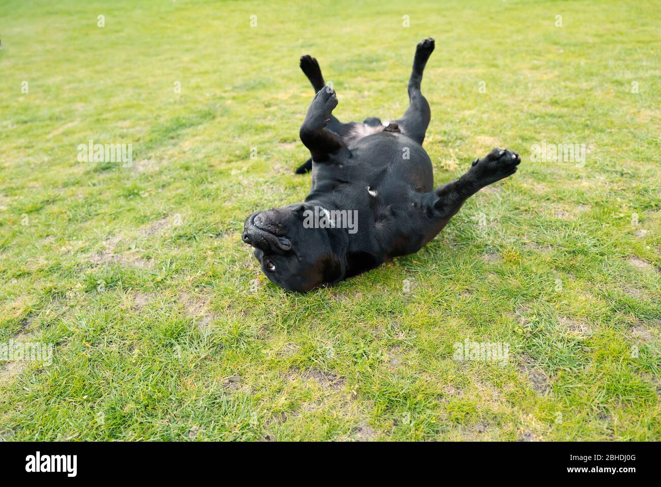 Staffordshire Bull Terrier chien allongé sur son dos sur l'herbe avec ses pieds dans l'air à mi-chemin à travers un rouleau. Banque D'Images