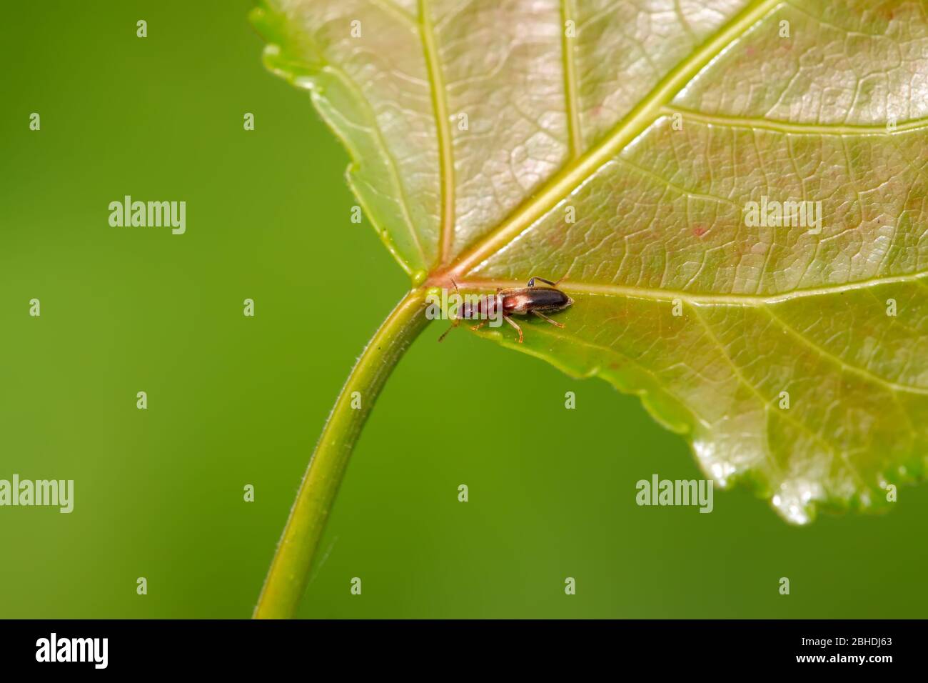 coléoptère de fleur de type ant sur la feuille Banque D'Images