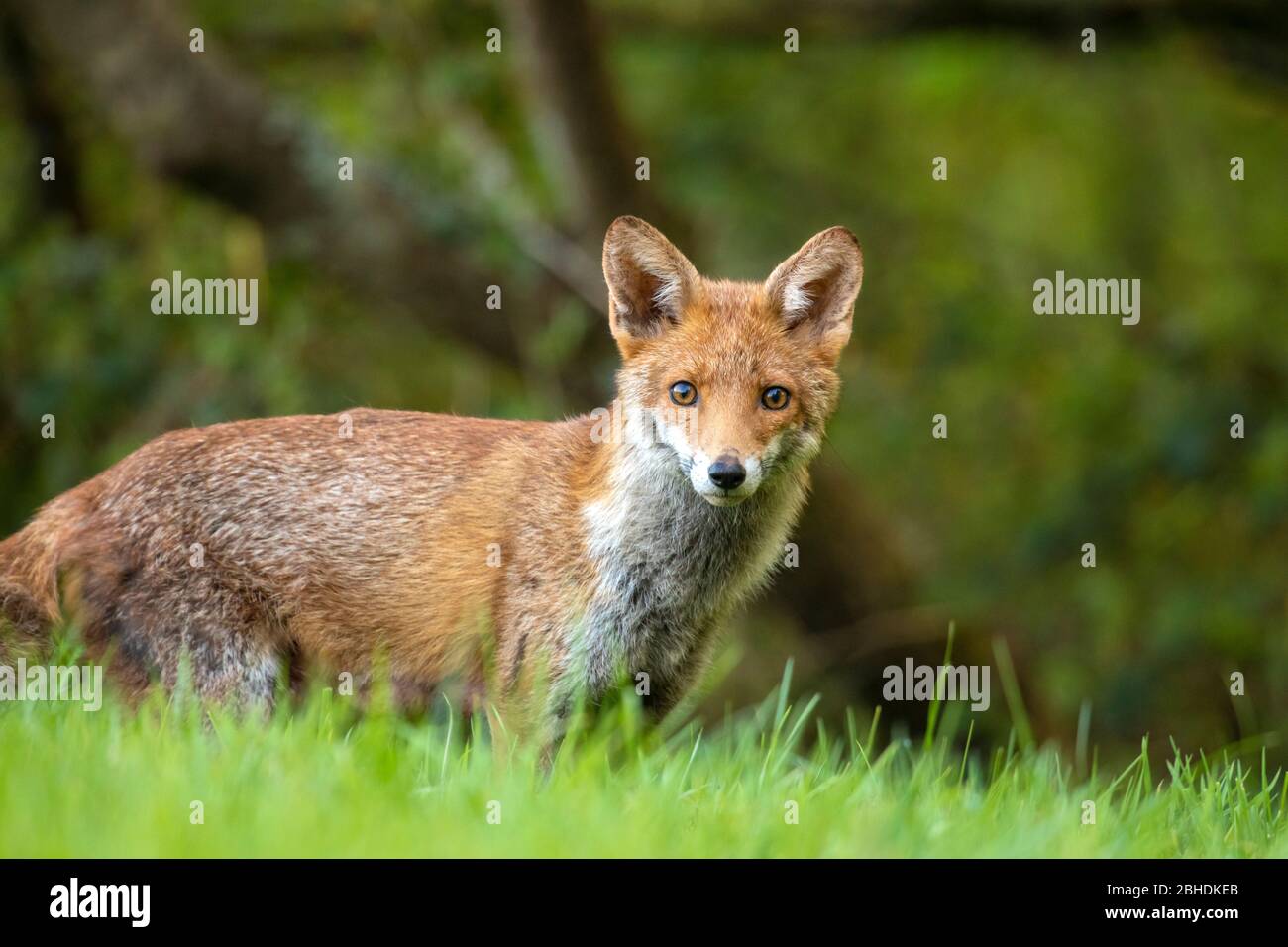 Red Fox se tenait dans un champ vert luxuriant regardant de façon inquistive à l'appareil photo Banque D'Images