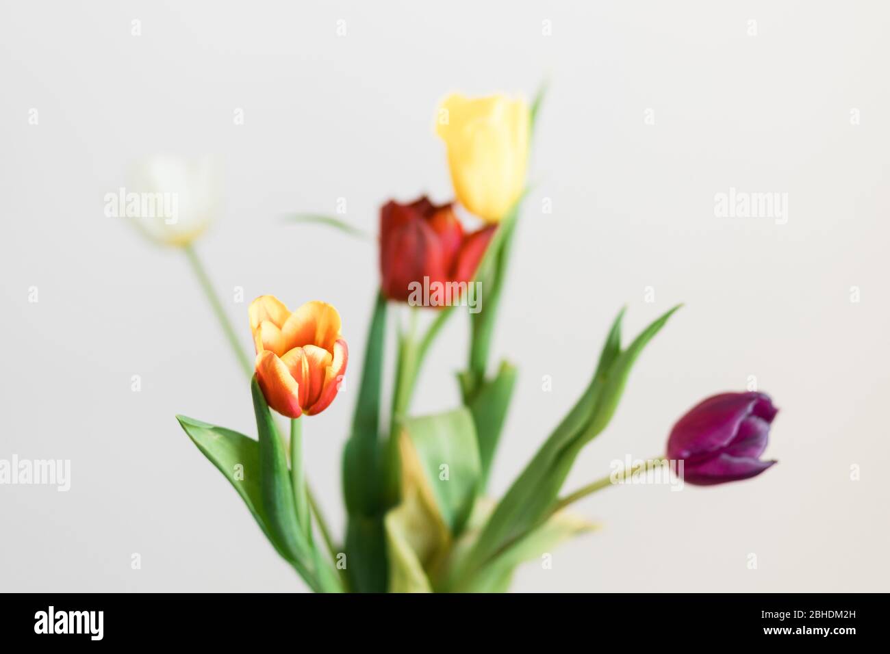 De belles tulipes multicolores dans un vase sur fond blanc Banque D'Images