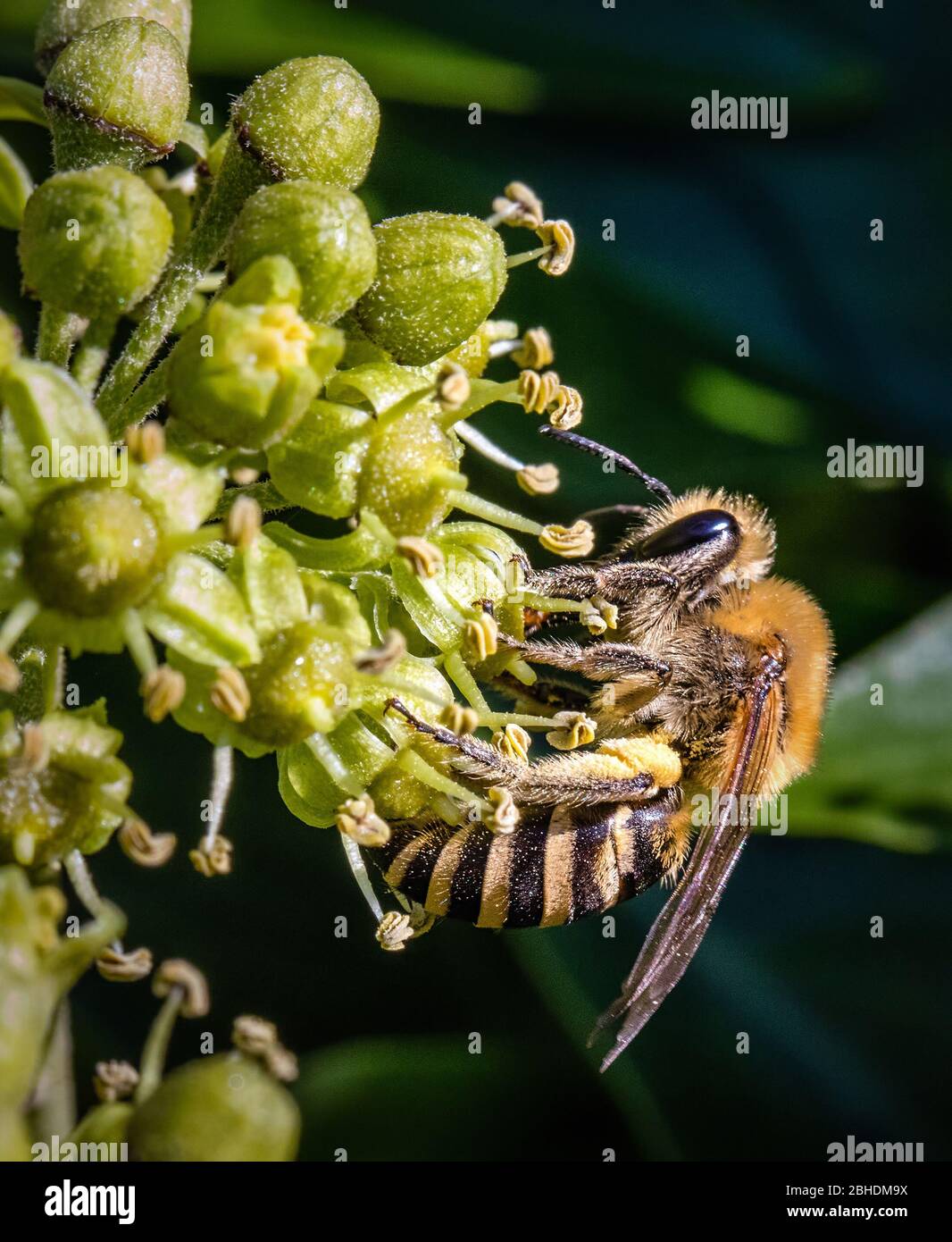 Ivy Bee Colletes hederae - une espèce d'abeille solitaire - se nourrissant sur l'hélice Hedera de fleur ivy - Somerset UK Banque D'Images