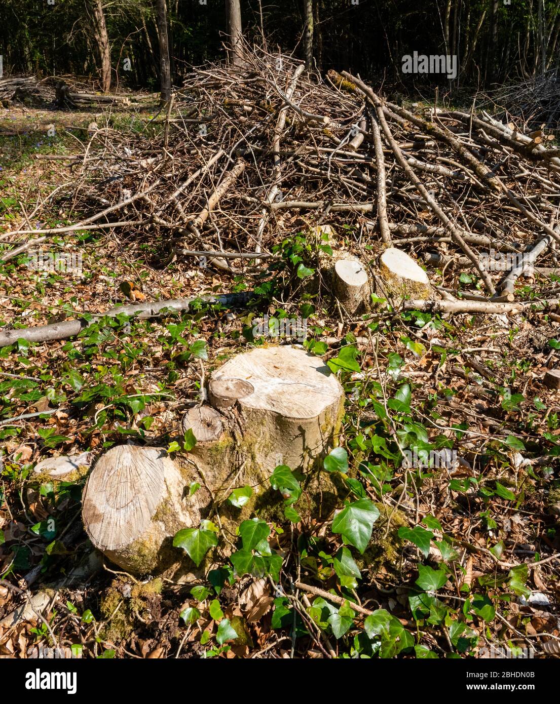 Tabourets de copice et pile de pruneaux dans un bois anglais - Somerset UK - le copiching améliore la biodiversité et fournit une source renouvelable de bois Banque D'Images