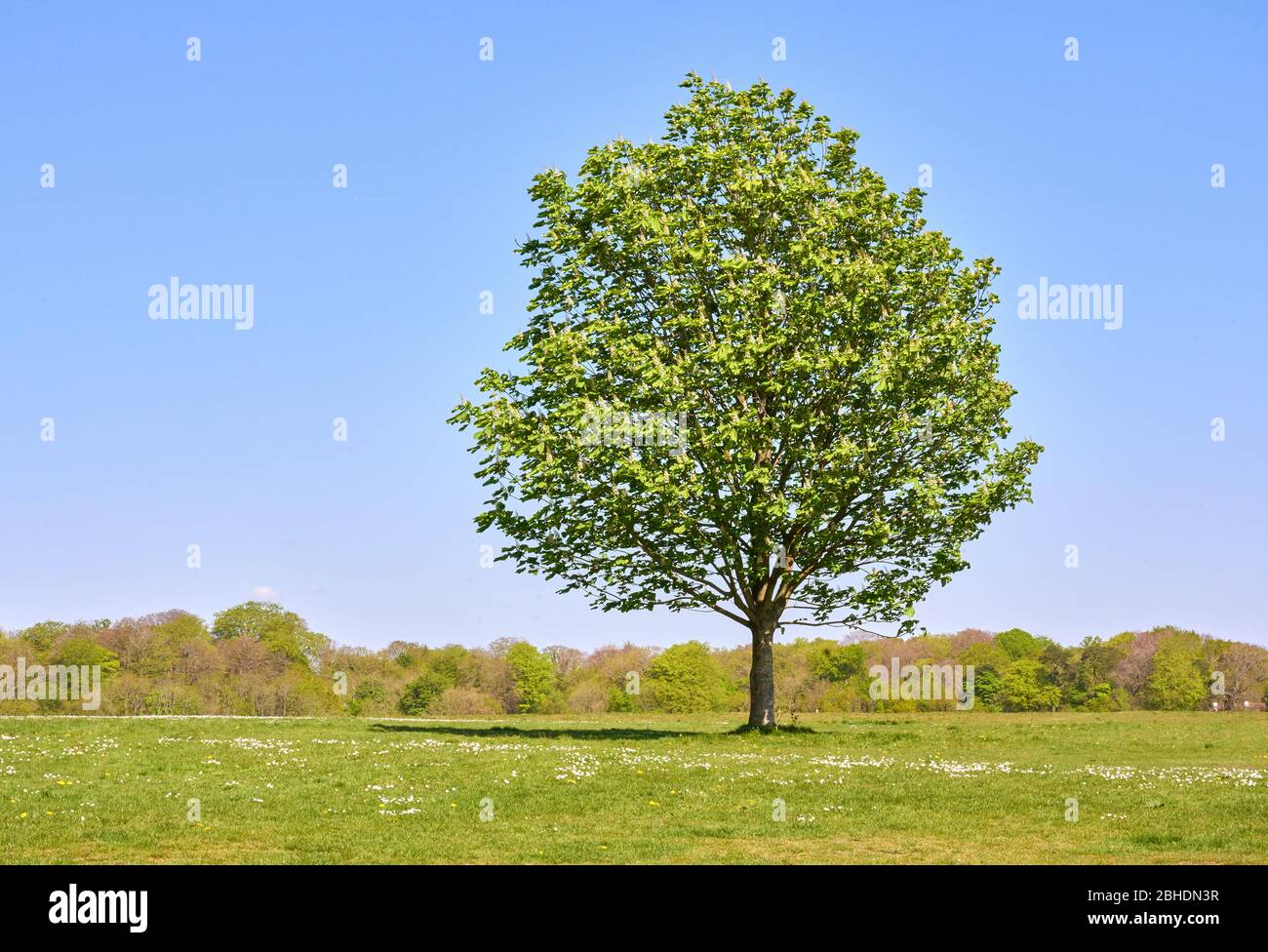 Jeune arbre de châtaignier de cheval Aesculus hippocastanum au printemps avec des fleurs et le feuillage nouvellement émergés - Ashton court Bristol UK Banque D'Images