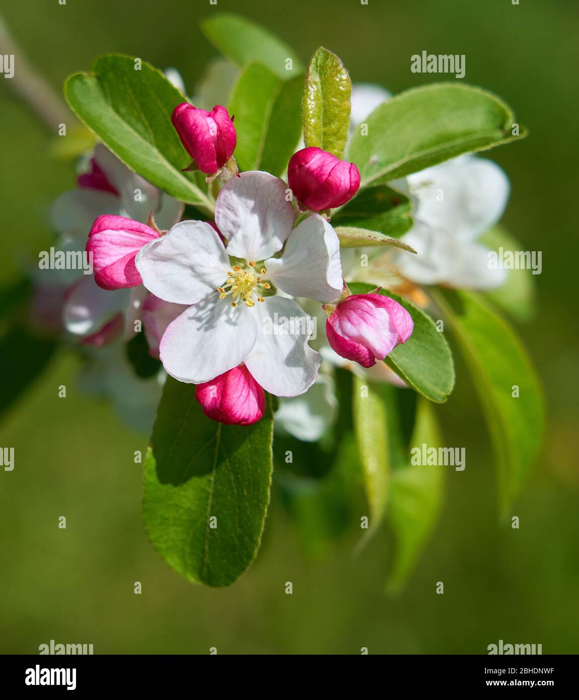 Fleur de pomme Malus domestica montrant une fleur ouverte à cinq pétales annelée par cinq bourgeons rouges - Somerset UK Banque D'Images
