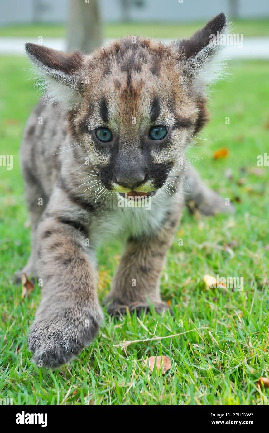 bébé puma