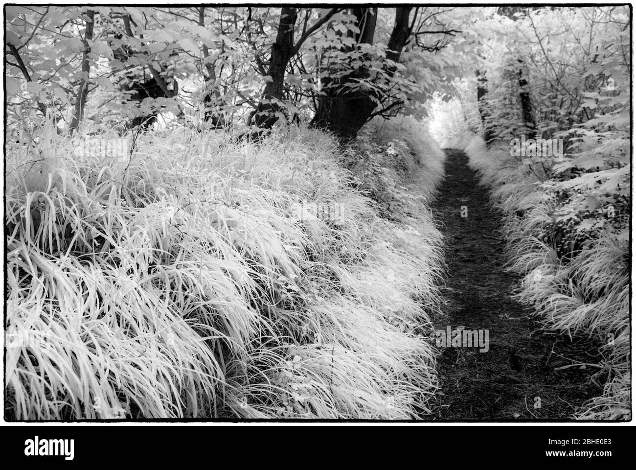 Le chemin vers Bluebell Wood, Penzance, Cornwall Royaume-Uni Banque D'Images