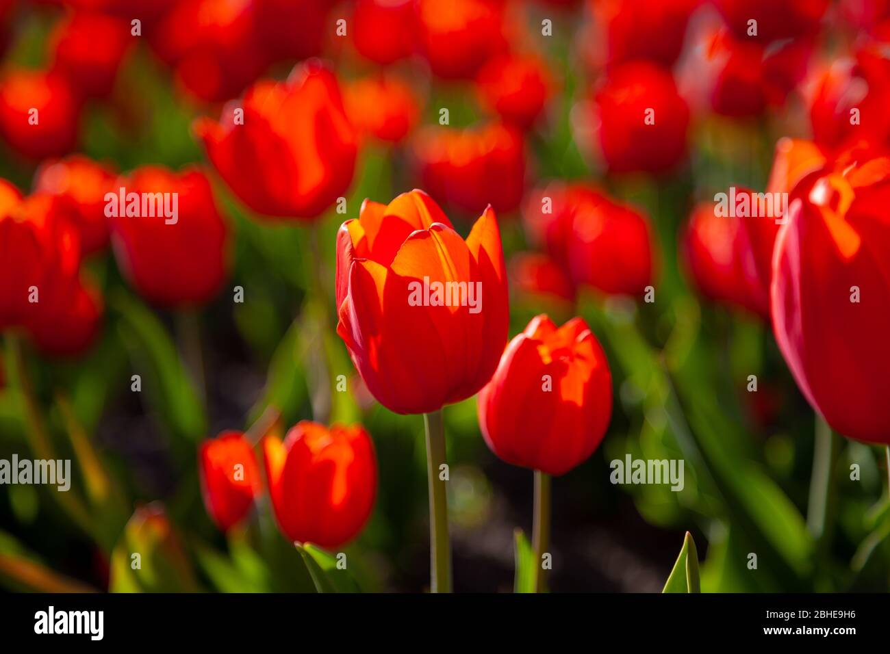 Fond tulipes rouges. Magnifique tulipe dans la prairie. Fleur bourgeon au printemps dans la lumière du soleil. Fleurs fleuries. Tulipe gros plan. Banque D'Images