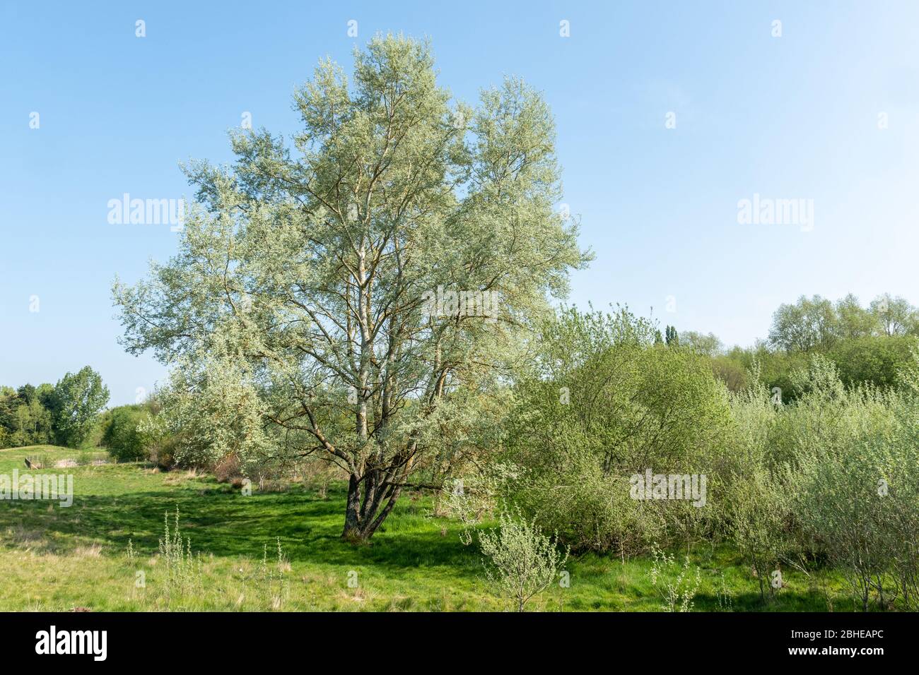 Peuplier blanc (Populus alba, également appelé peuplier argenté) avec de nouvelles feuilles au printemps, au Royaume-Uni Banque D'Images