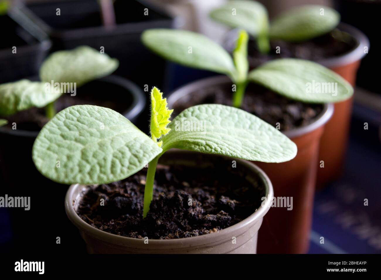 Plantules de courge d'oignon Banque D'Images