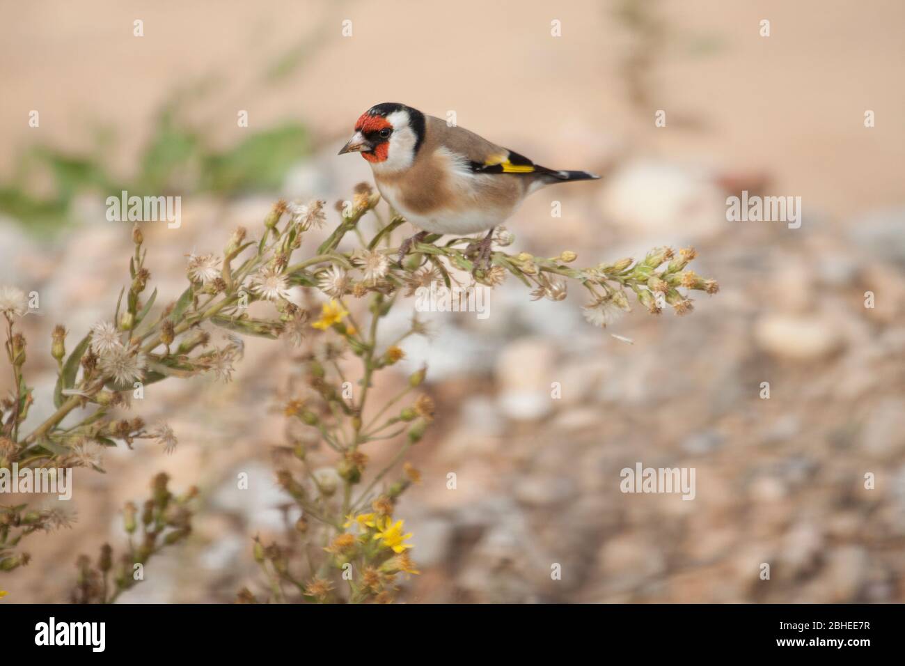 Le goldfinch (Carduelis carduelis) perché sur une plante tout en mangeant ses fleurs. Banque D'Images