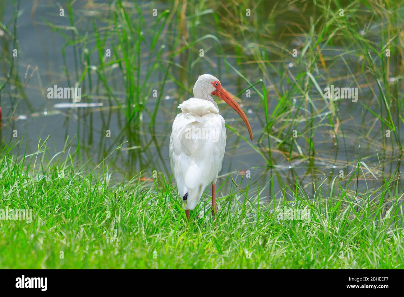Ibis blanc (Eudocimus albus) Banque D'Images