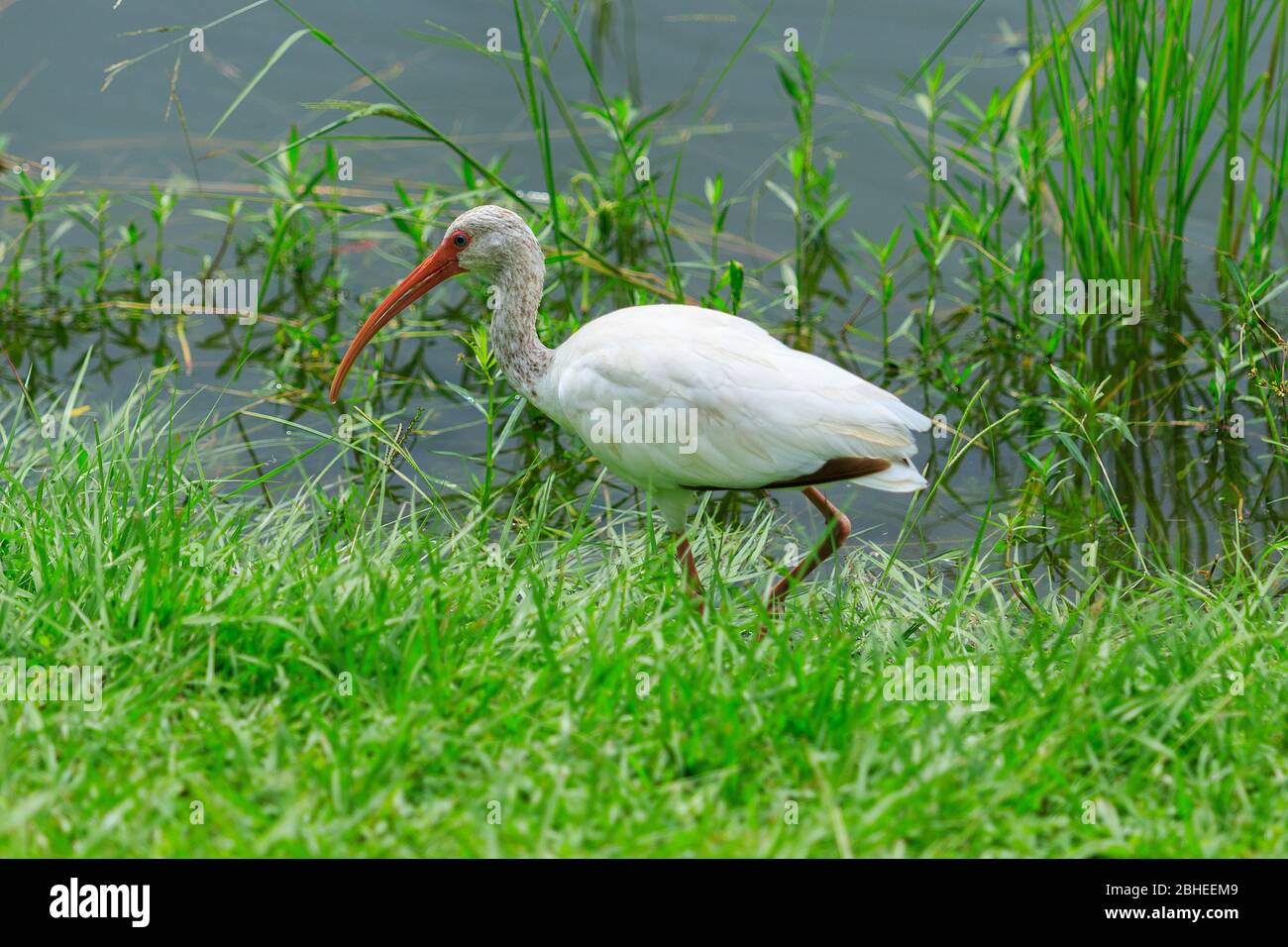 Ibis blanc (Eudocimus albus) Banque D'Images