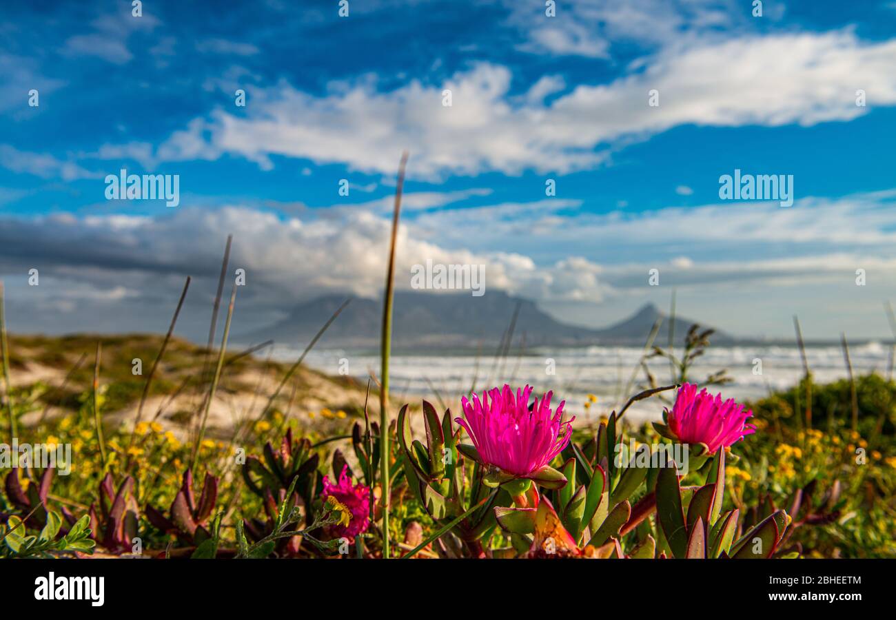 Vue sur le Cap depuis Bloubergstrand au coucher du soleil, Afrique du Sud Banque D'Images
