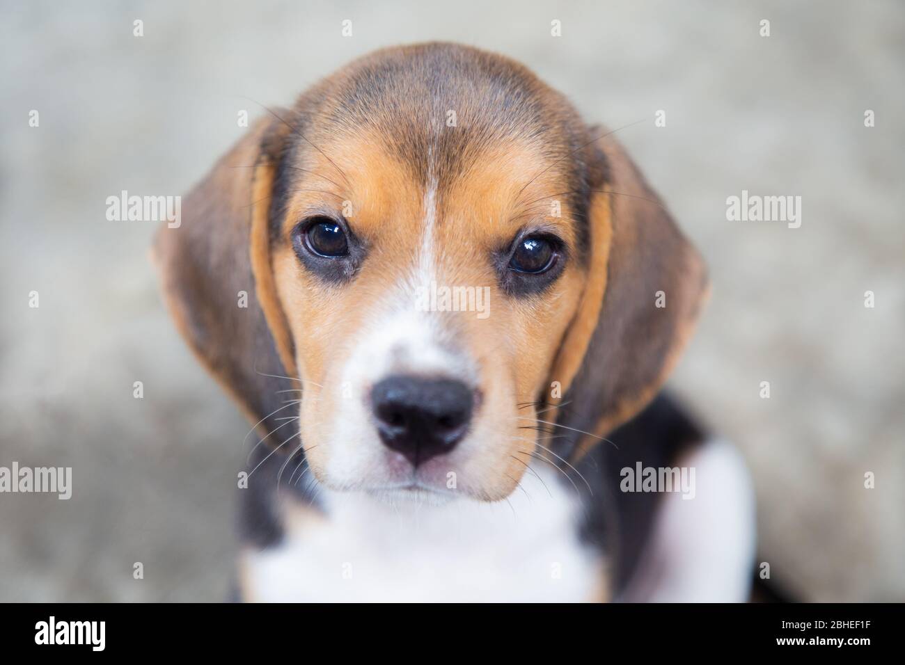 Joli chien beagle chiot regardant l'appareil photo. Banque D'Images