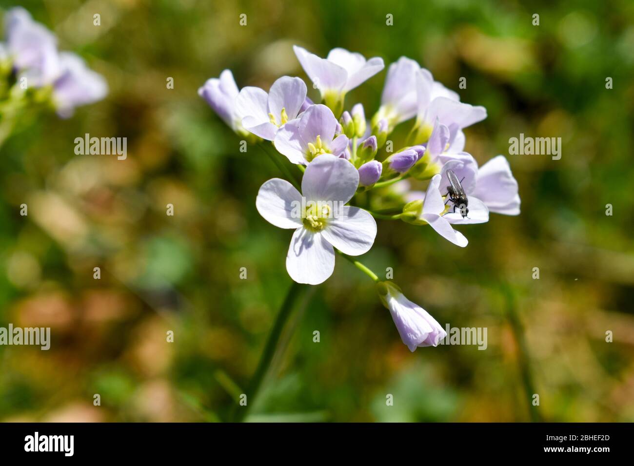 Bourgeons d'une Mayflower (Cardamine pratensis). Banque D'Images