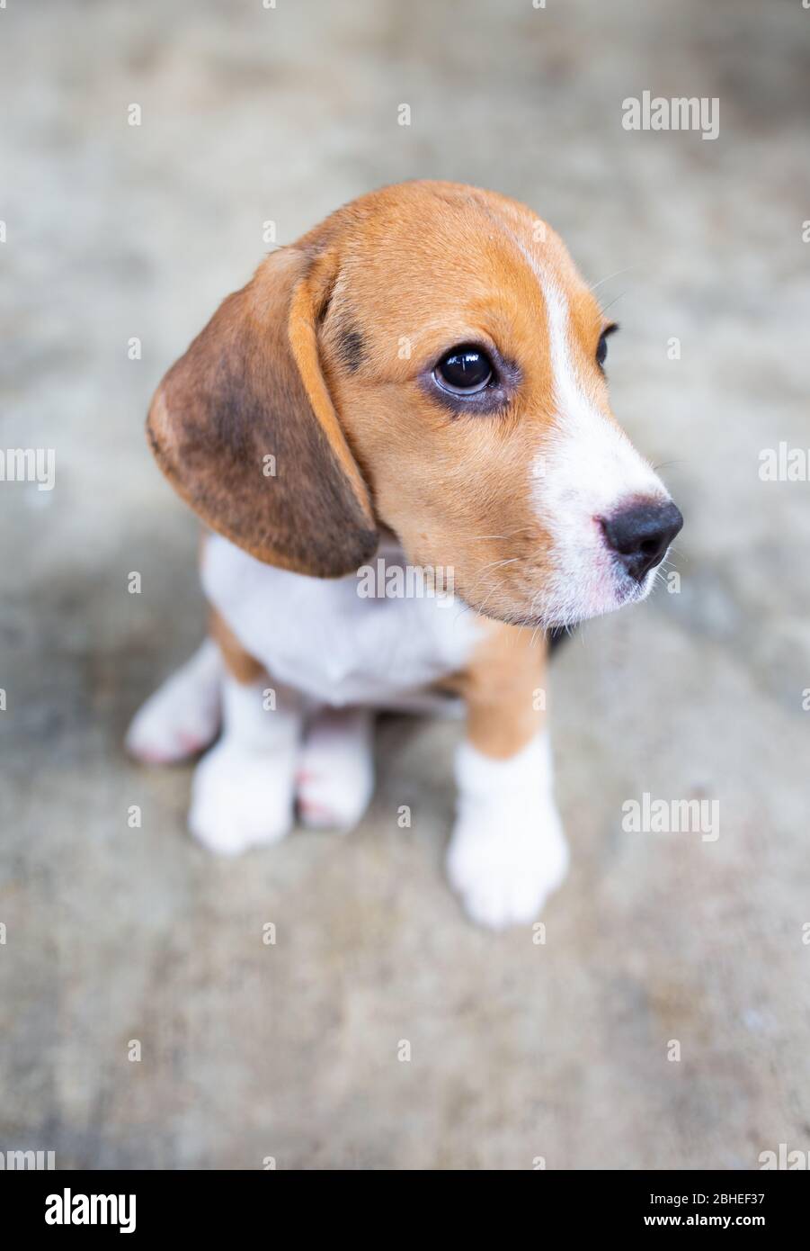 Joli chien de beagle sur le sol. Banque D'Images