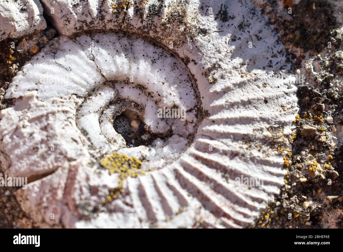 Ammonites fossilisées à partir de la période du crétacé. Banque D'Images