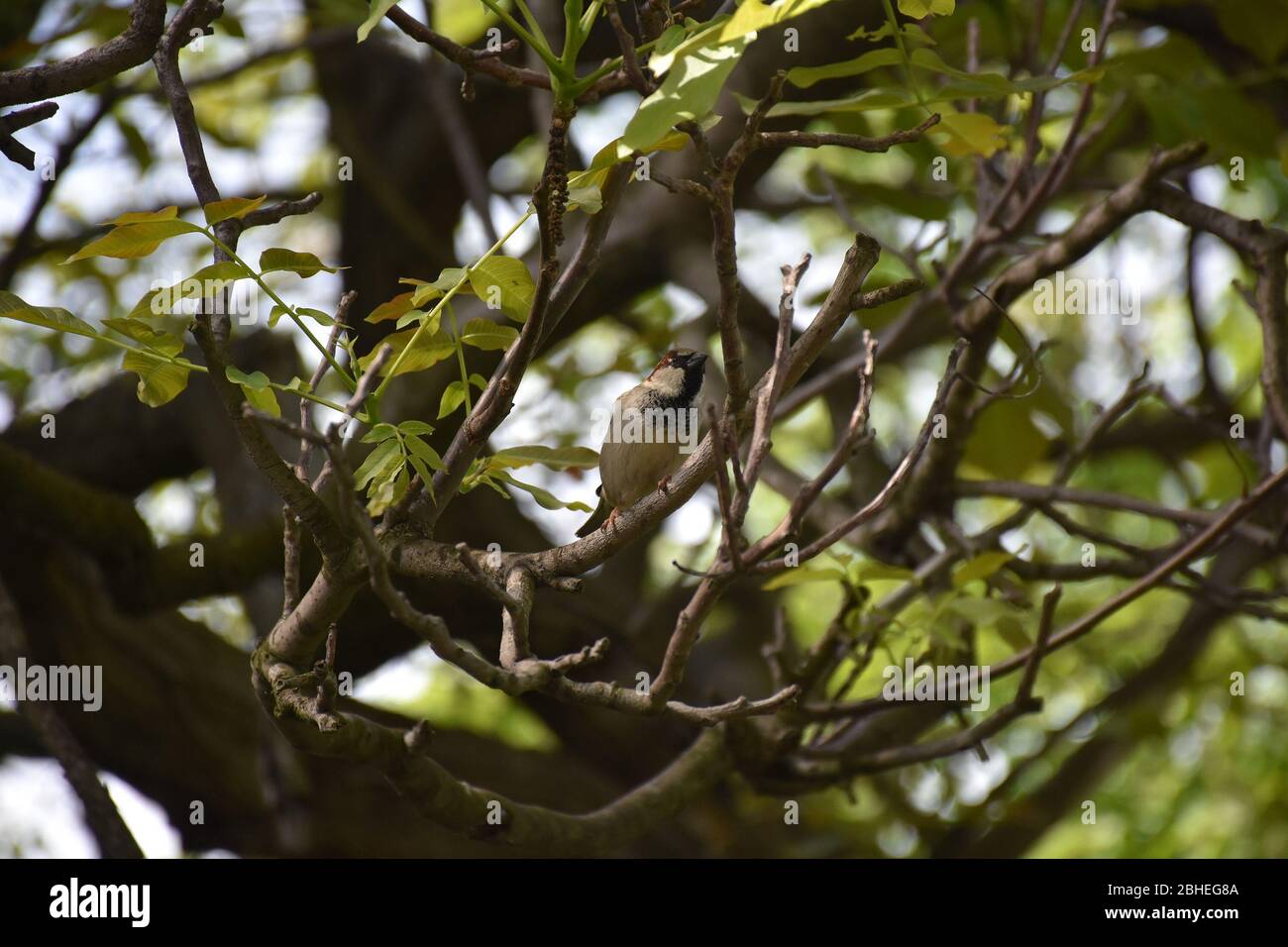 Dans un auvent dense en noyer, un mince pardessus se dresse sur une fine branche Banque D'Images