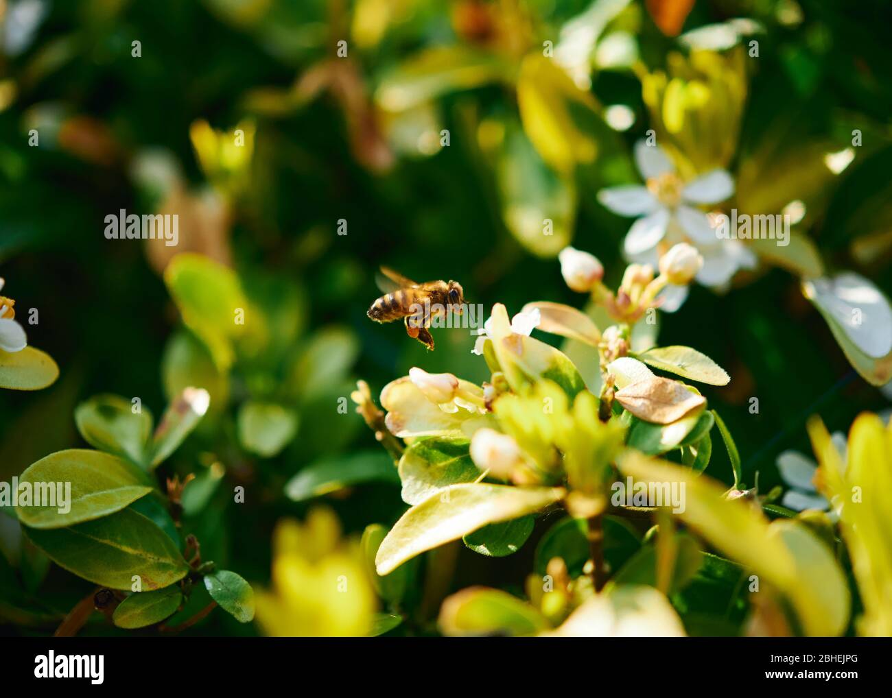 Une abeille de miel en vol se préparant à se nourrir à une fleur par un jour ensoleillé. Banque D'Images