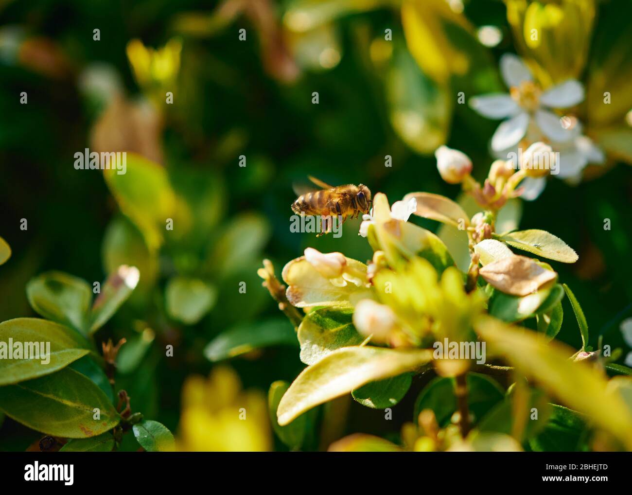 Une abeille de miel en vol se préparant à se nourrir à une fleur par un jour ensoleillé. Banque D'Images