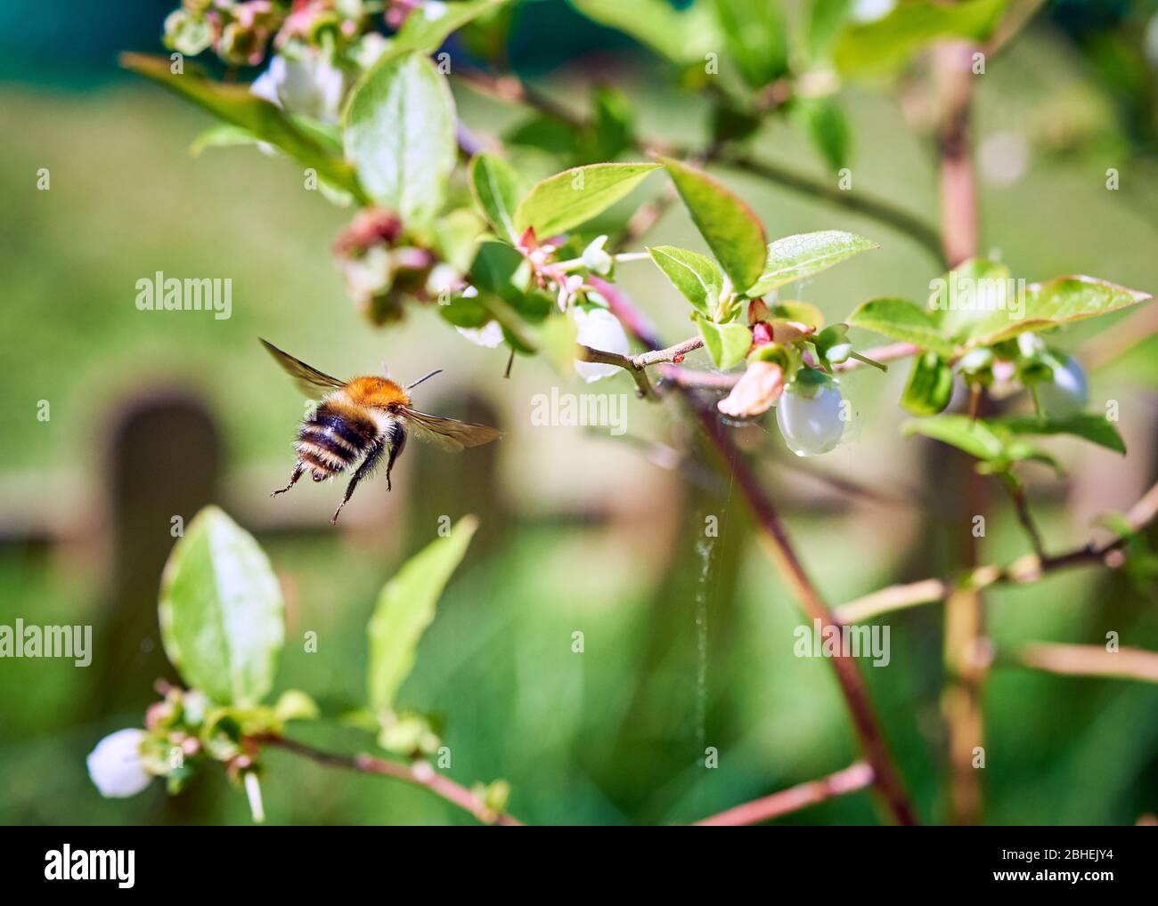 Un arbre bumblebee (Bombus hypnorum) à rayures magnifiques volant vers une fleur de brousse de bleuets. Banque D'Images