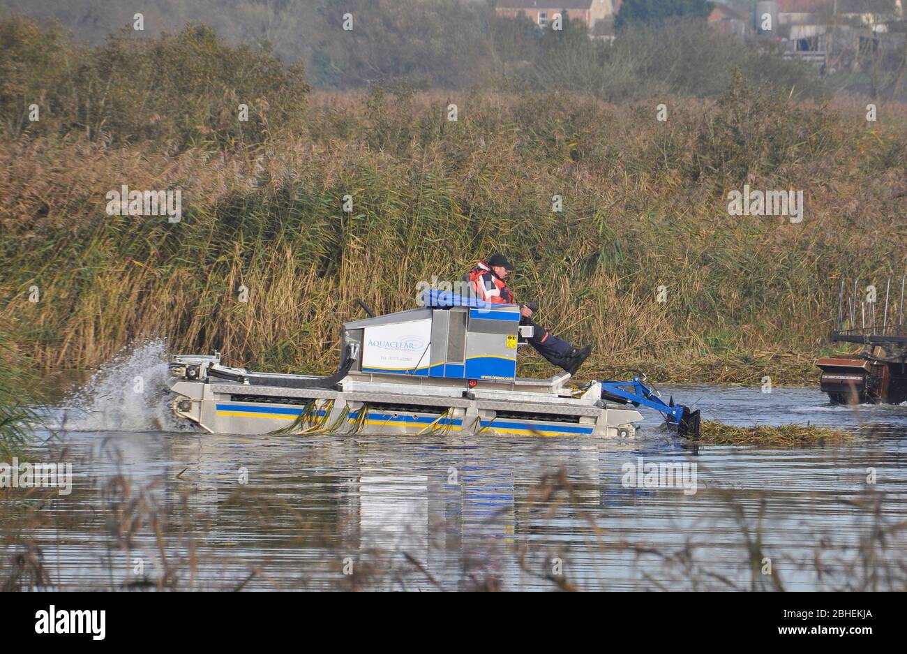 Machine de coupe de mauvaises herbes au travail sur les niveaux de Somerset en gardant les voies navigables claires et les piscines sur les réserves naturelles sans mauvaises herbes.Somerset. ROYAUME-UNI Banque D'Images