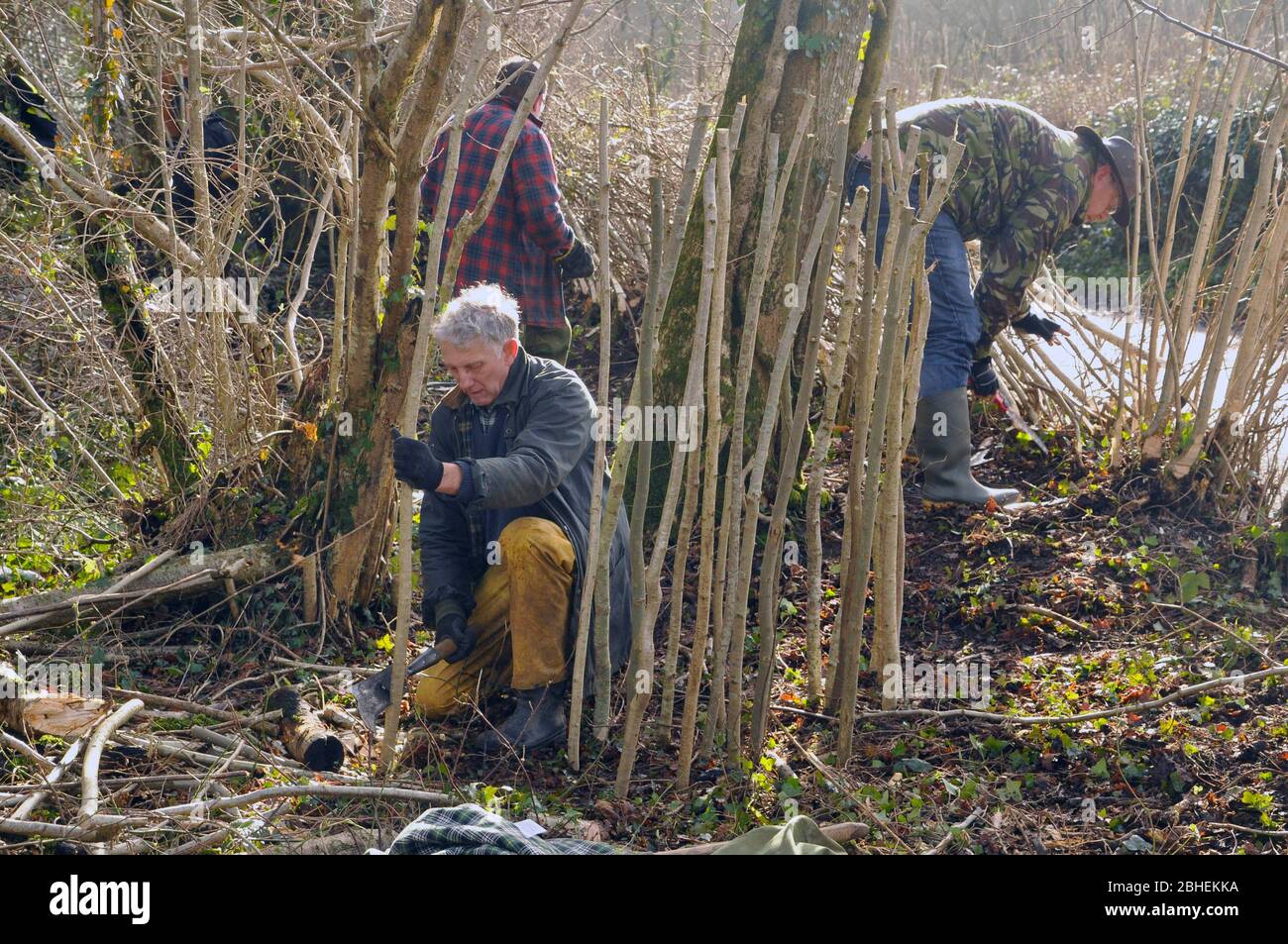 Le volontaire de conservation de la nature utilisant un bec noueur pour préparer les enjeux pour la mise en place d'une couverture au bord d'un bois de réserve Somerset Wildlife Trust à Somer Banque D'Images