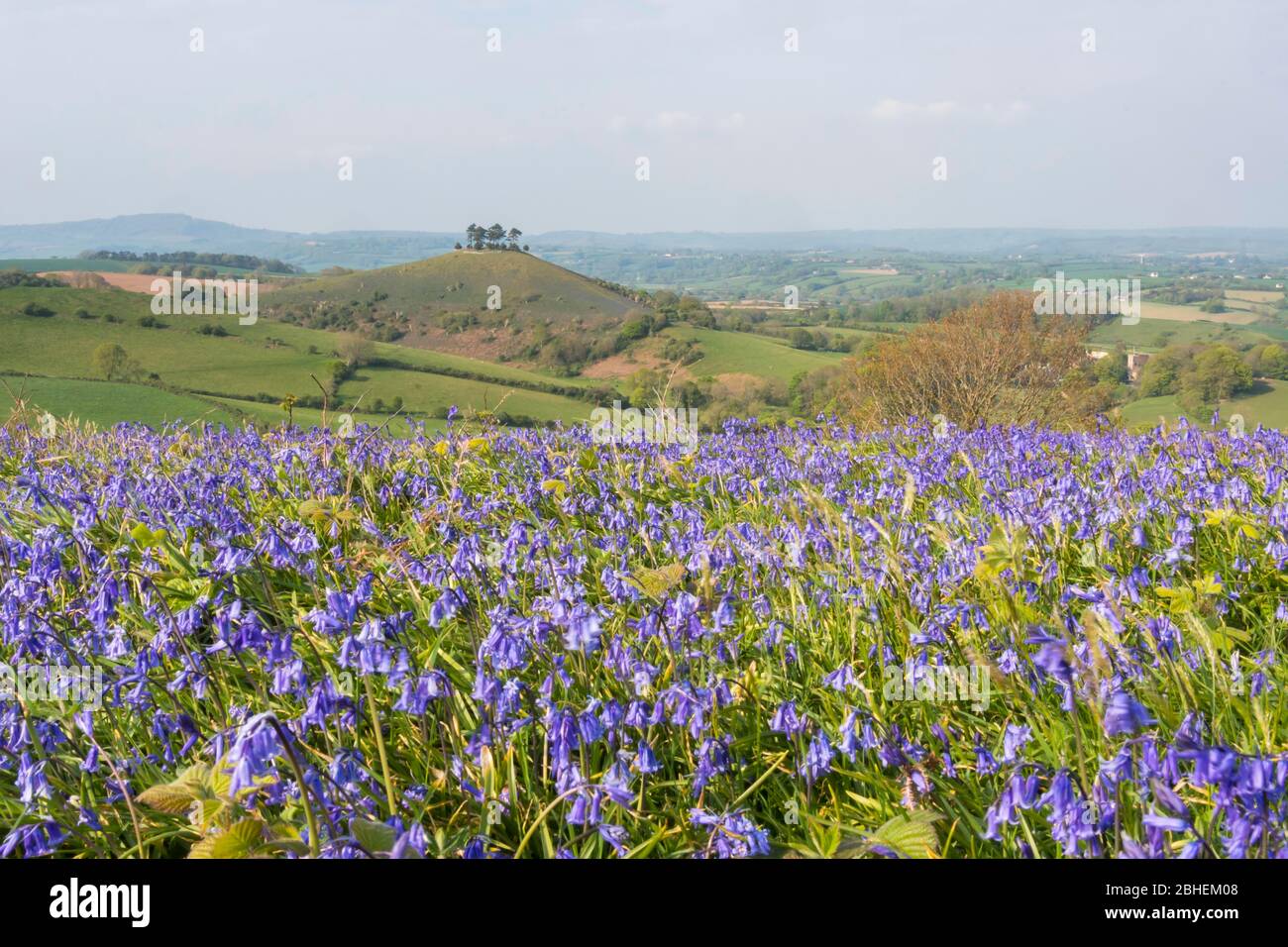 Bridgport, Dorset, Royaume-Uni. 25 avril 2020. Météo britannique. Un tapis de bluebells en pleine floraison sur Eype en bas près de Bridgport à Dorset en regardant vers Colmers Hill dans un après-midi chaud et ensoleillé. Crédit photo : Graham Hunt/Alay Live News Banque D'Images