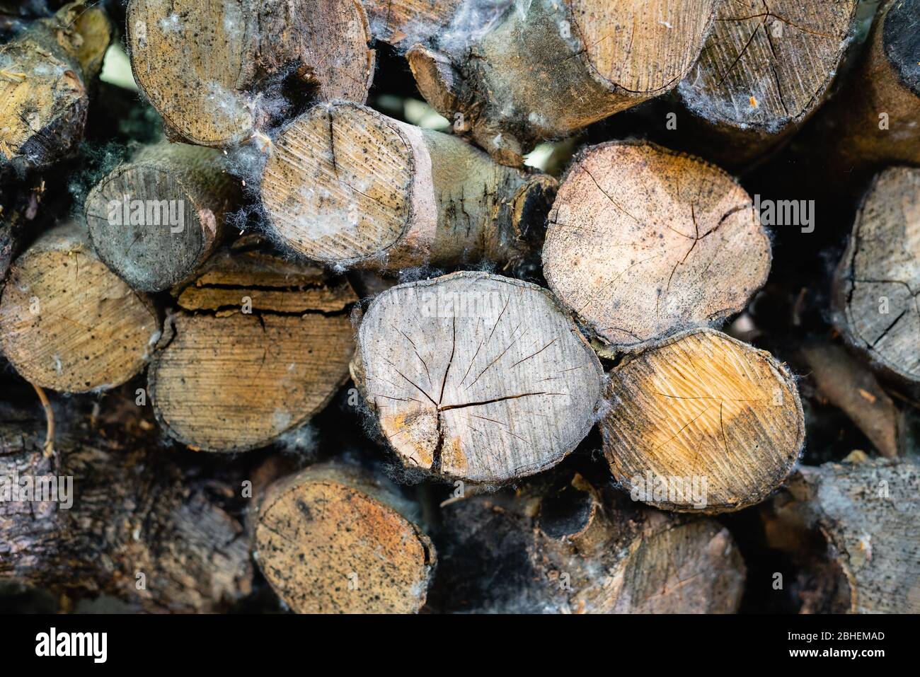 Image couleur horizontale avec vue avant de la texture des bois de chauffage des oliviers Banque D'Images