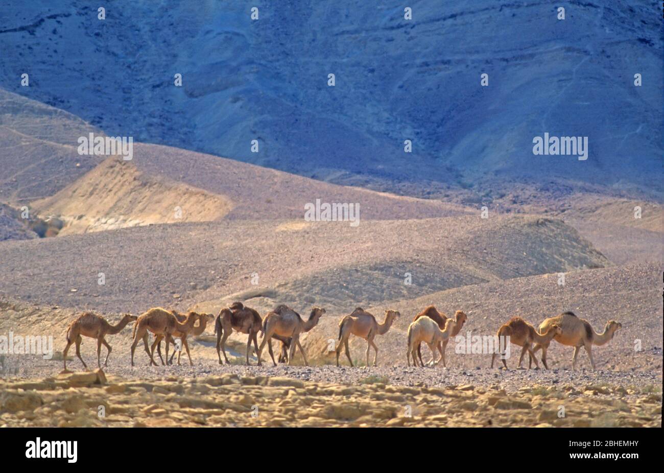 Caravane de chameaux dans le désert Banque D'Images